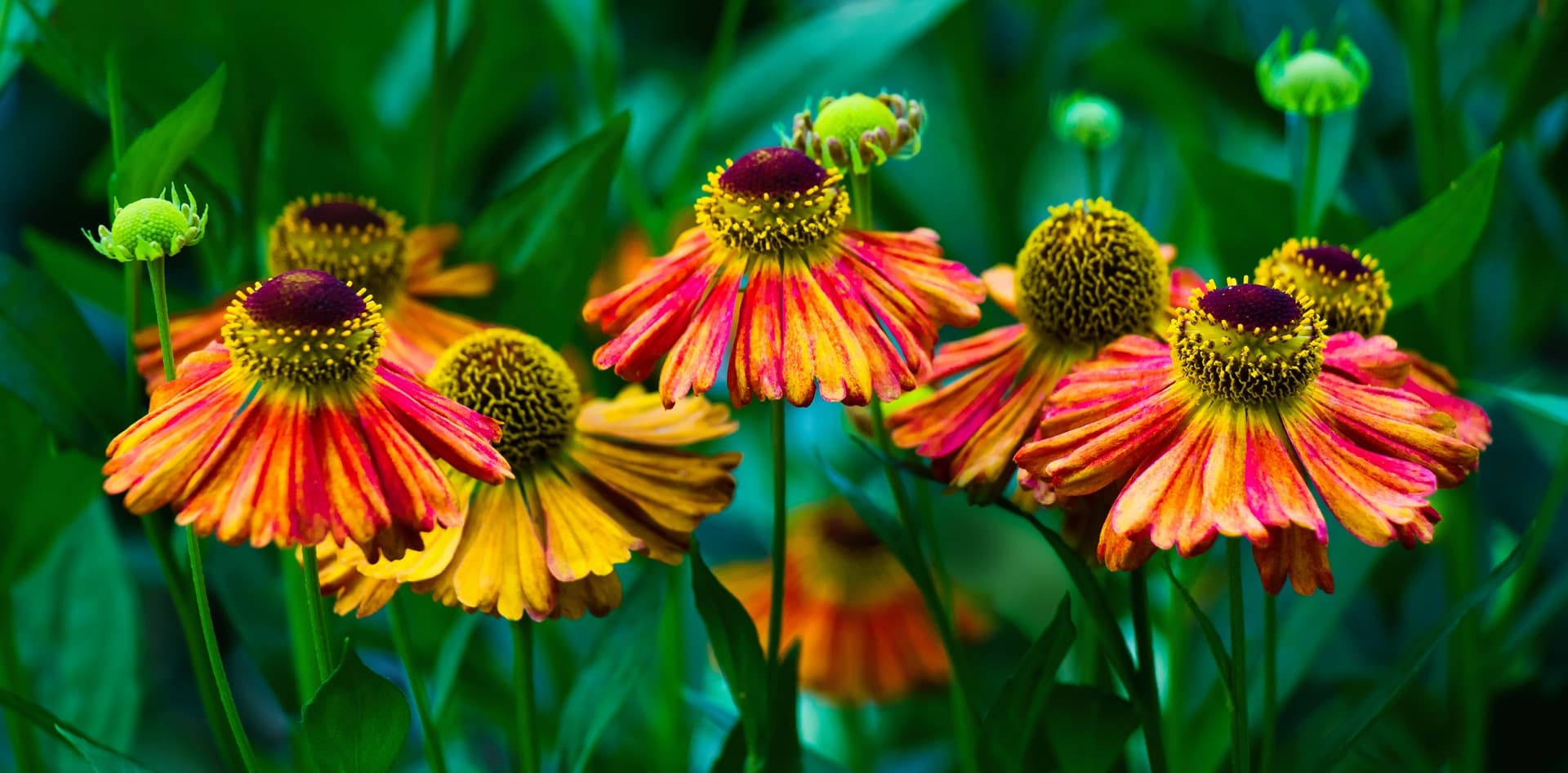 orange and red helenium flowers