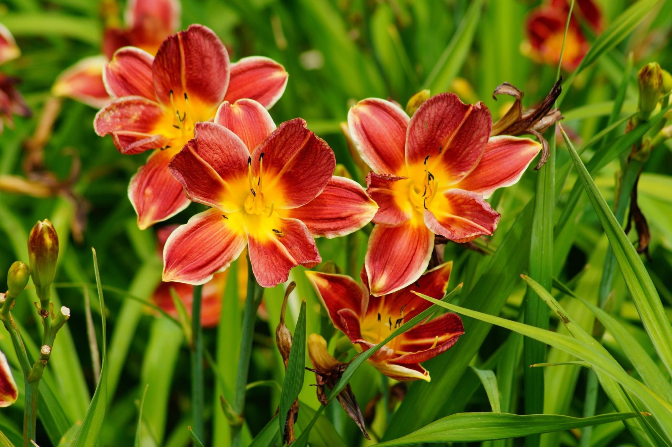 stunning red and orange hemerocallis flowers