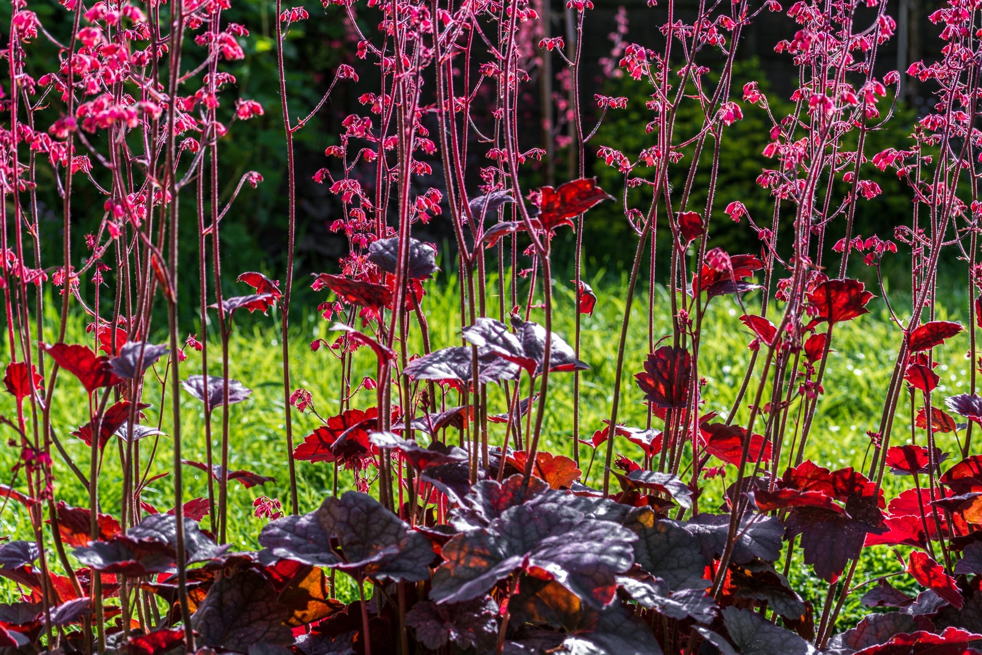 heuchera plant with red foliage and tall stems growing outside in front of a grassy field