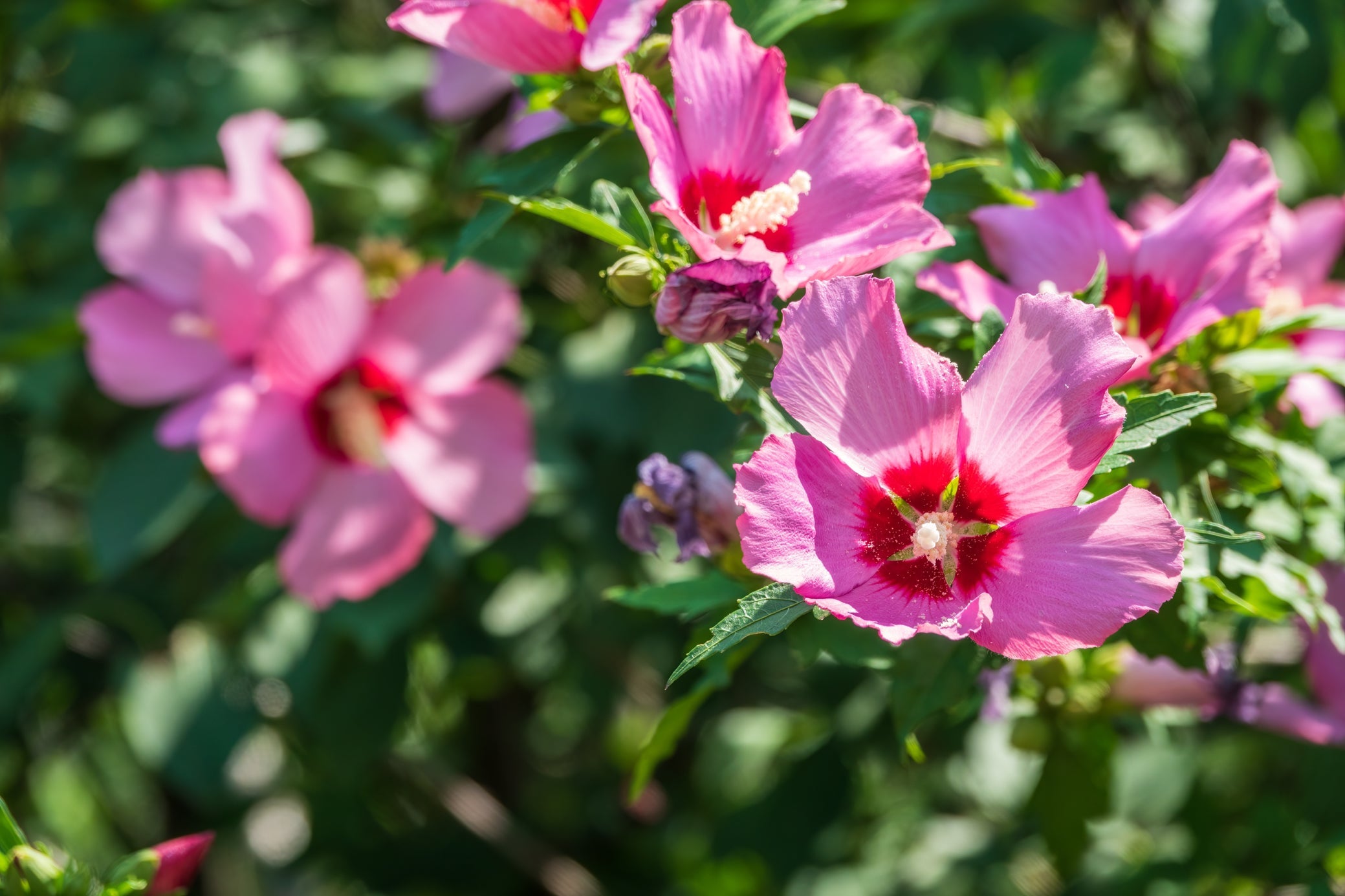 pink flowering hibiscus plant growing in the sun outside