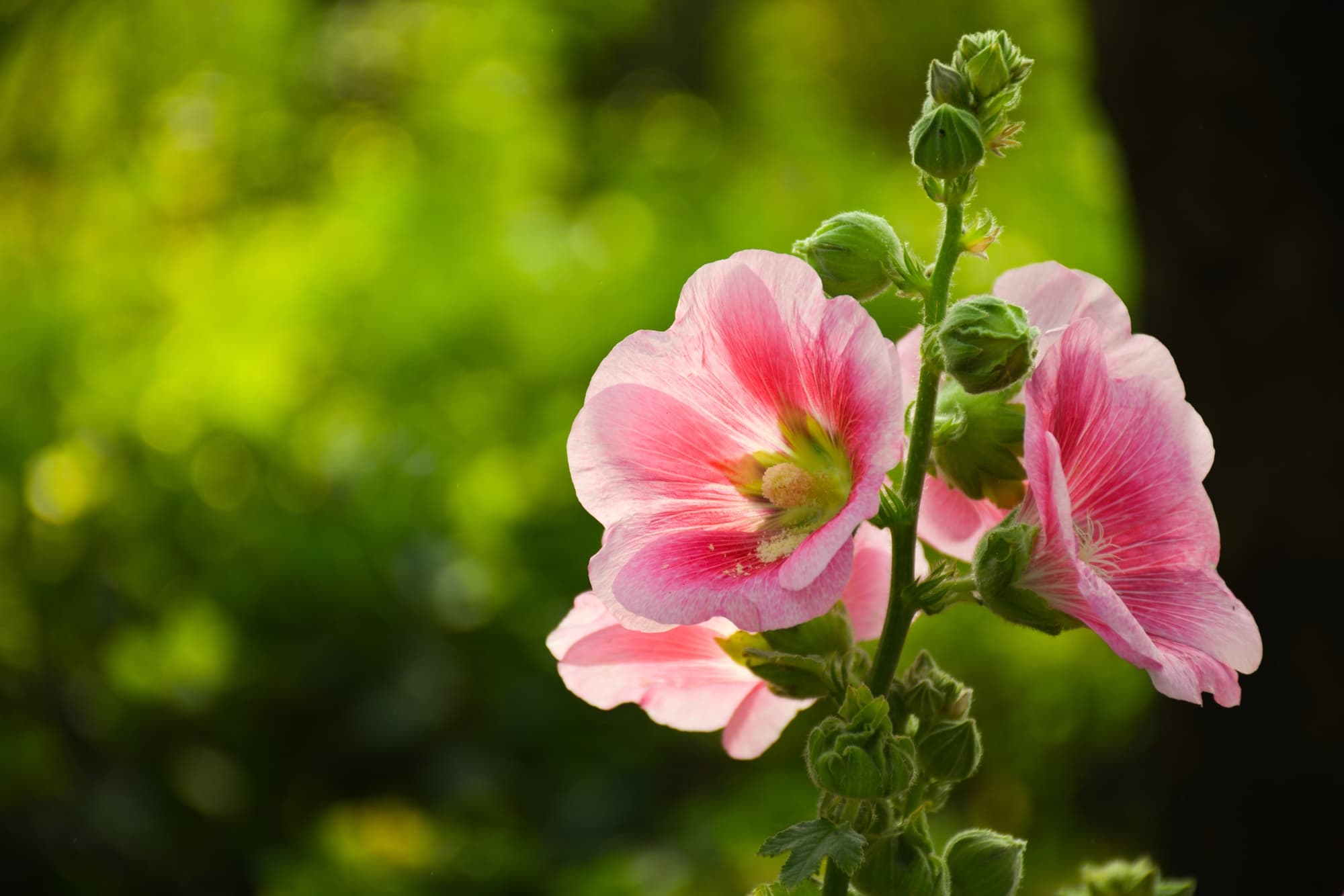 bowl-shaped pink flowers of a hollyhock stained a darker pink on the inside of the petals