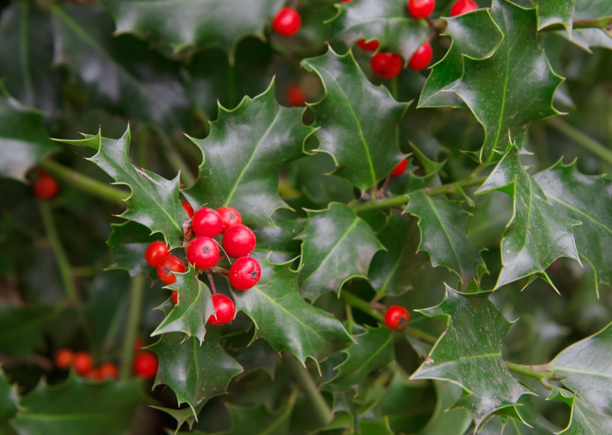 common holly plant with spiky leaves and clusters of glossy red berries
