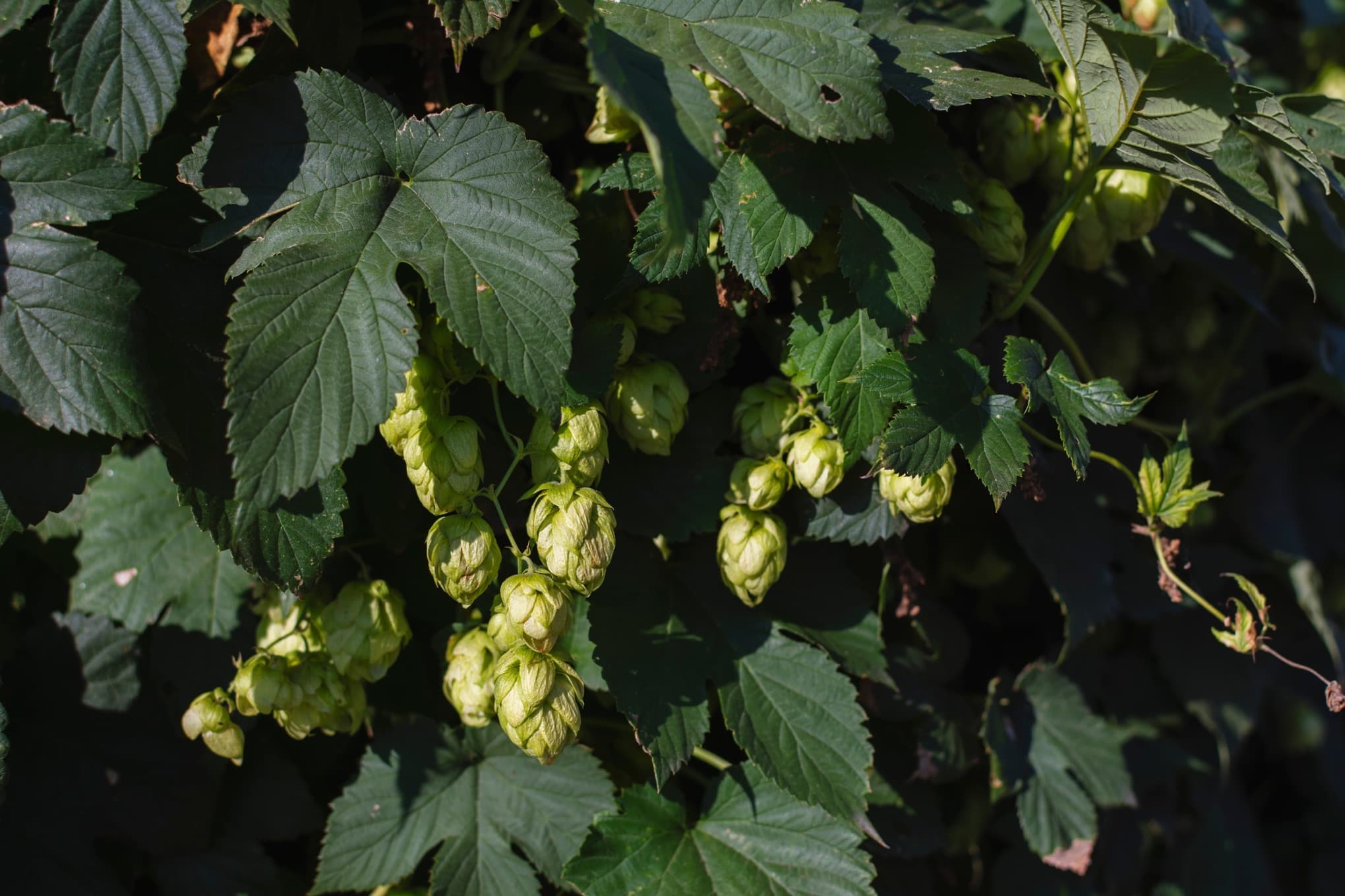 cones hanging from a Humulus lupulus plant in a sunny garden