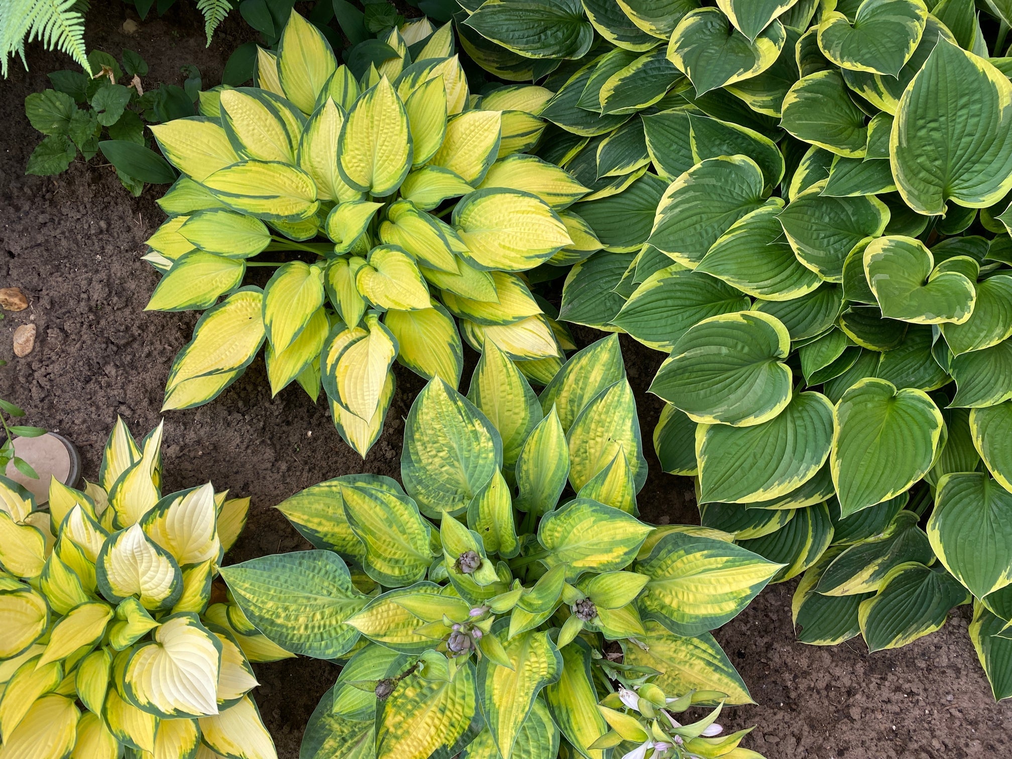different varieties of the hosta plant growing from soil in the ground
