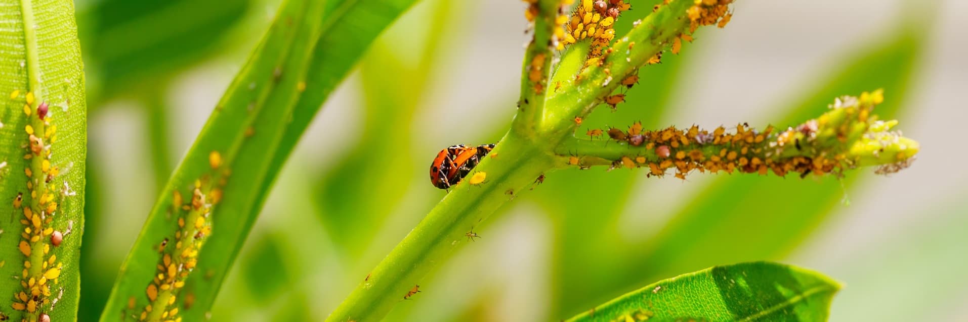 landbirds and aphids on a plant