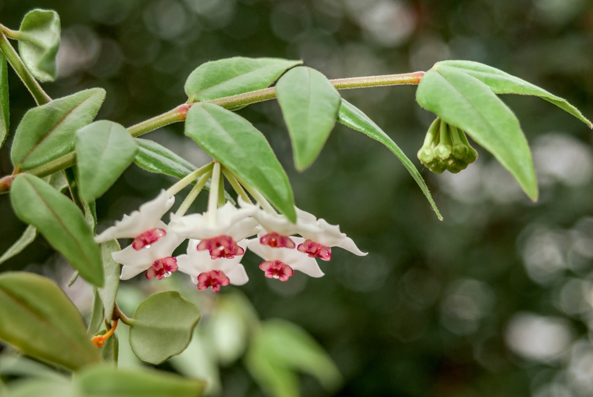 the green lanceolate leaves of a hoya plant bearing white flowers with pink centre