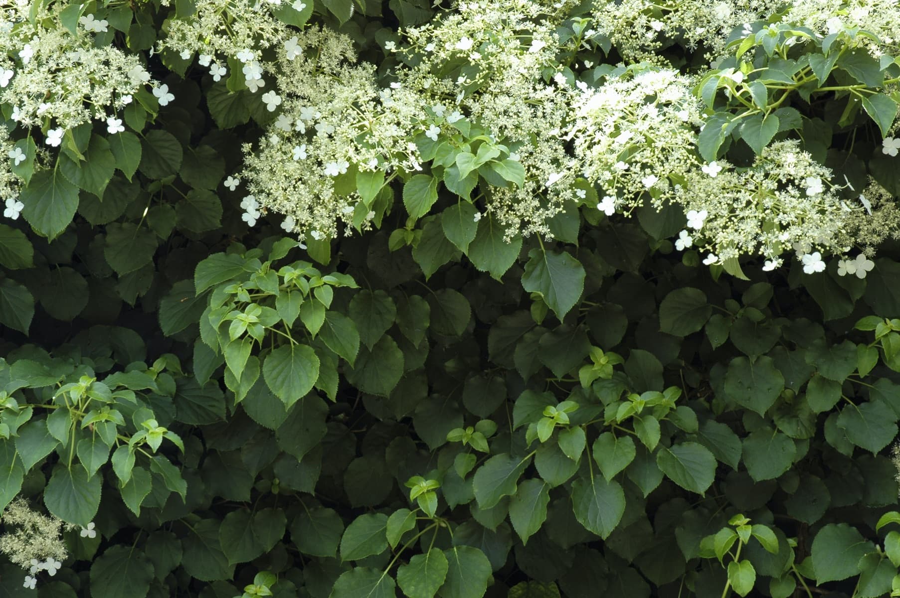 flowering climbing hydrangea