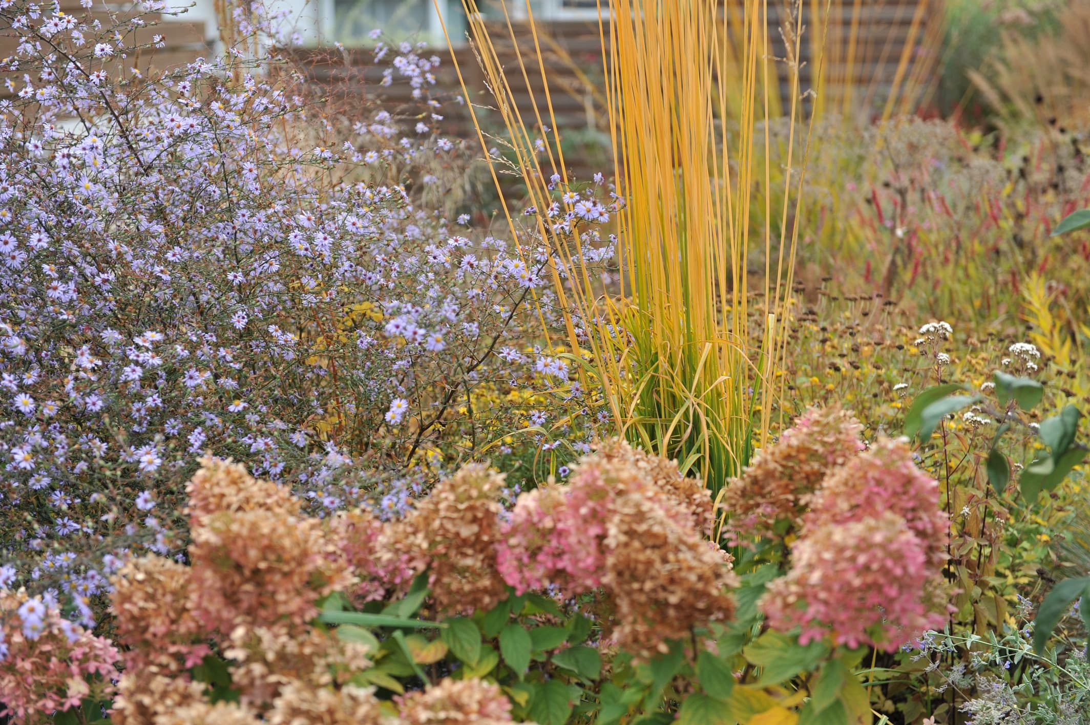 Mollie Brown Shares 19 Companion Plants To Grow Alongside Hydrangeas |  Horticulture.co.uk