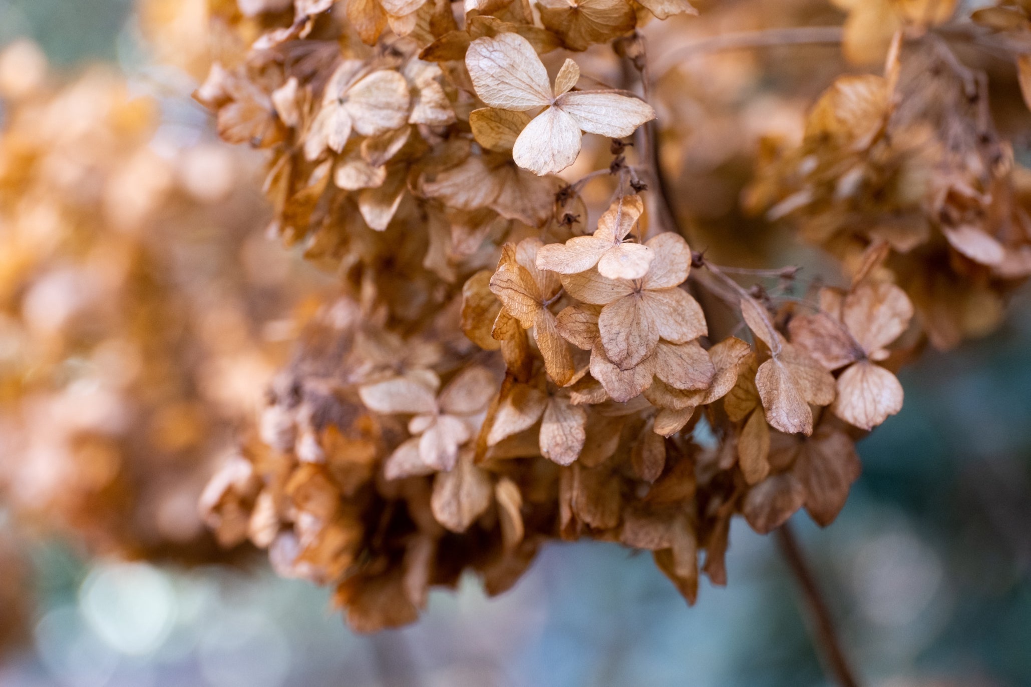 dried, brown hydrangea flowers on a plant growing outside