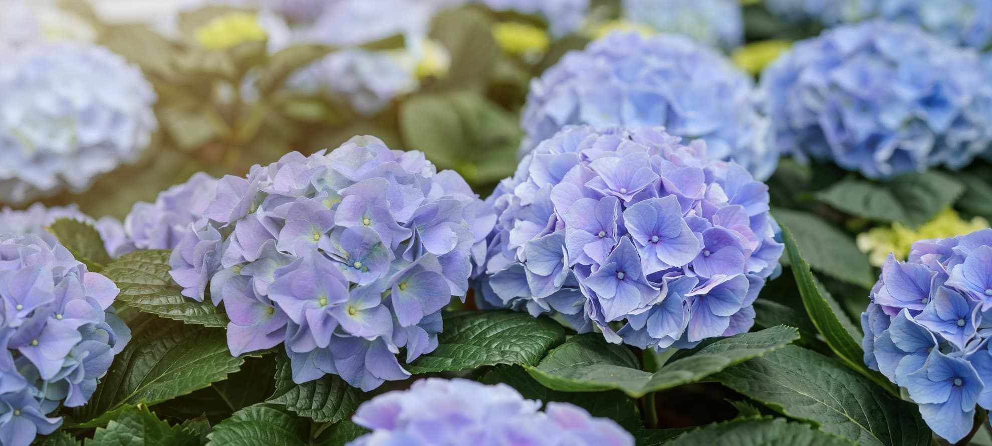 purple blooming hydrangea