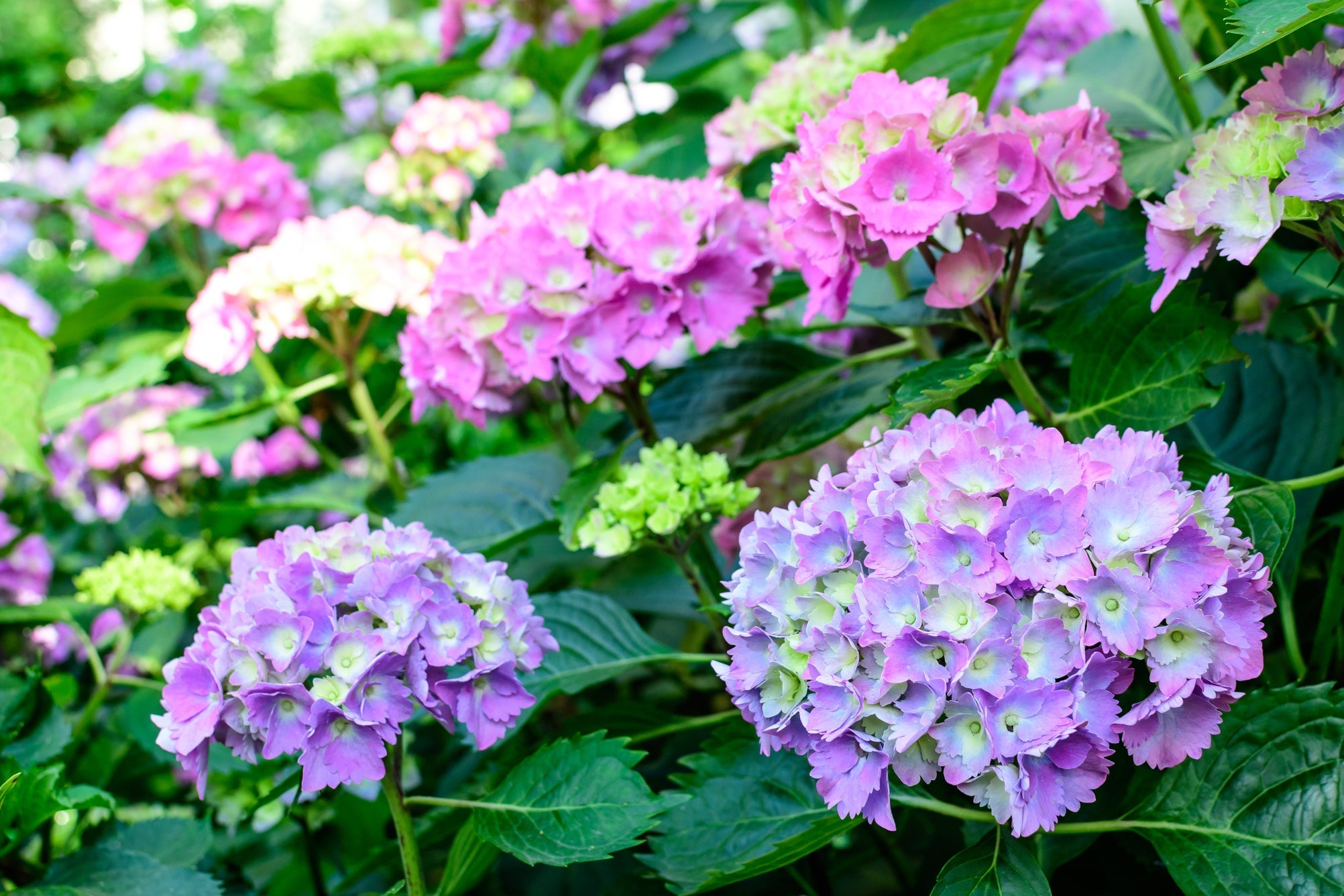 pink and purple flowering hydrangeas growing outside in the sun