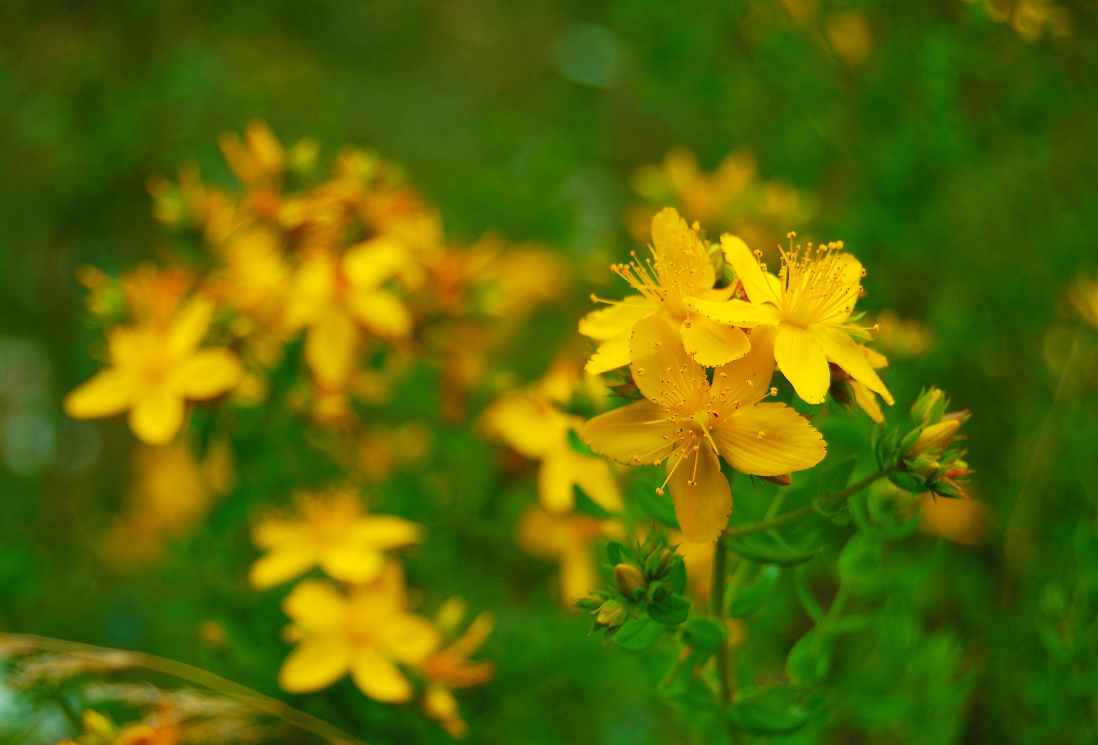 yellow flowering hypericum growing outside in a field