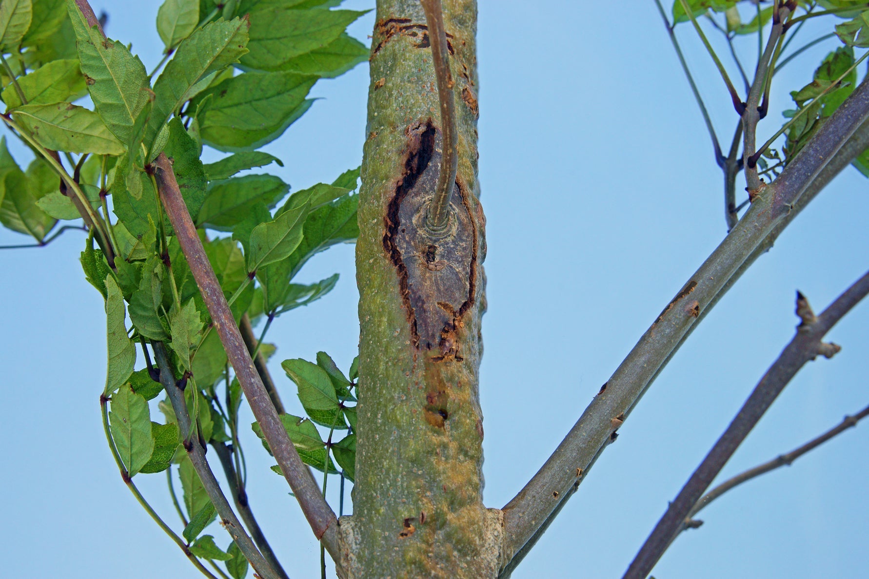 the bark of a tree which has been affected by dieback with a blue sky behind it