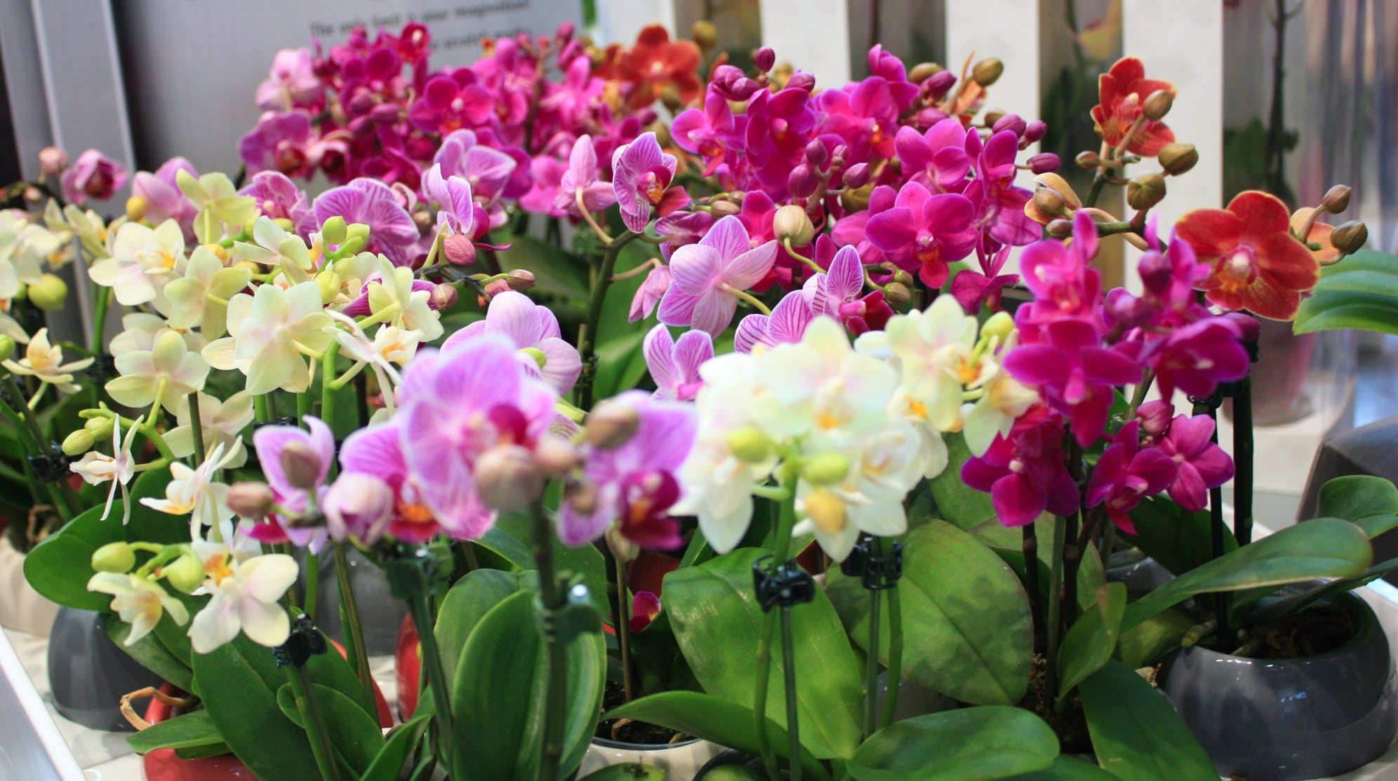 yellow, red, pink and purple flowering orchids growing in containers indoors