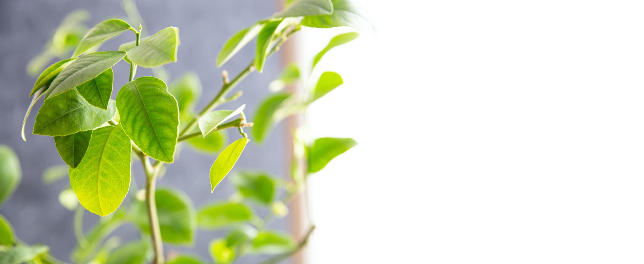 a young lemon tree indoors