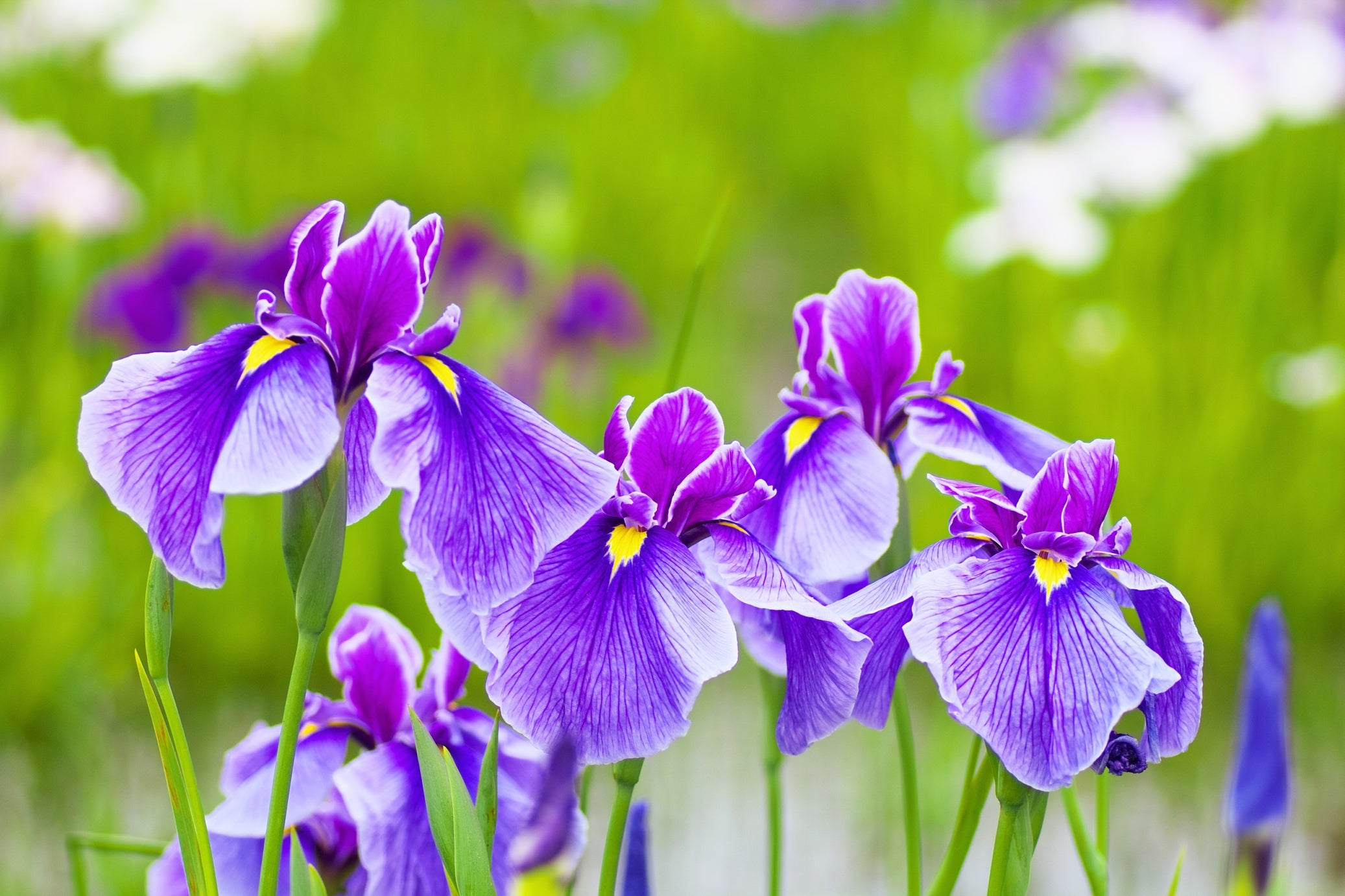 purple flowering iris plants growing outside in a field with white flowers in the background