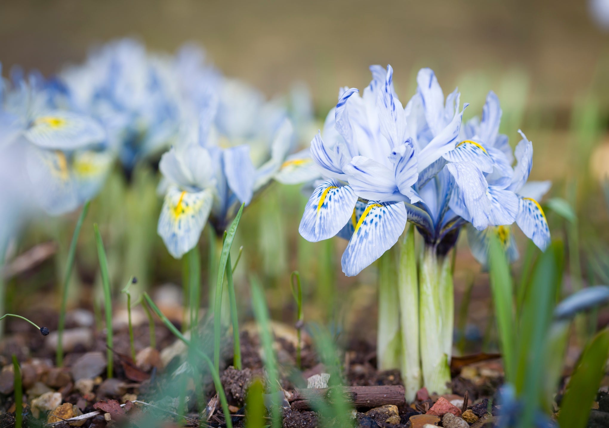 blue flowering irises with petals tinged with yellow growing from the ground outside
