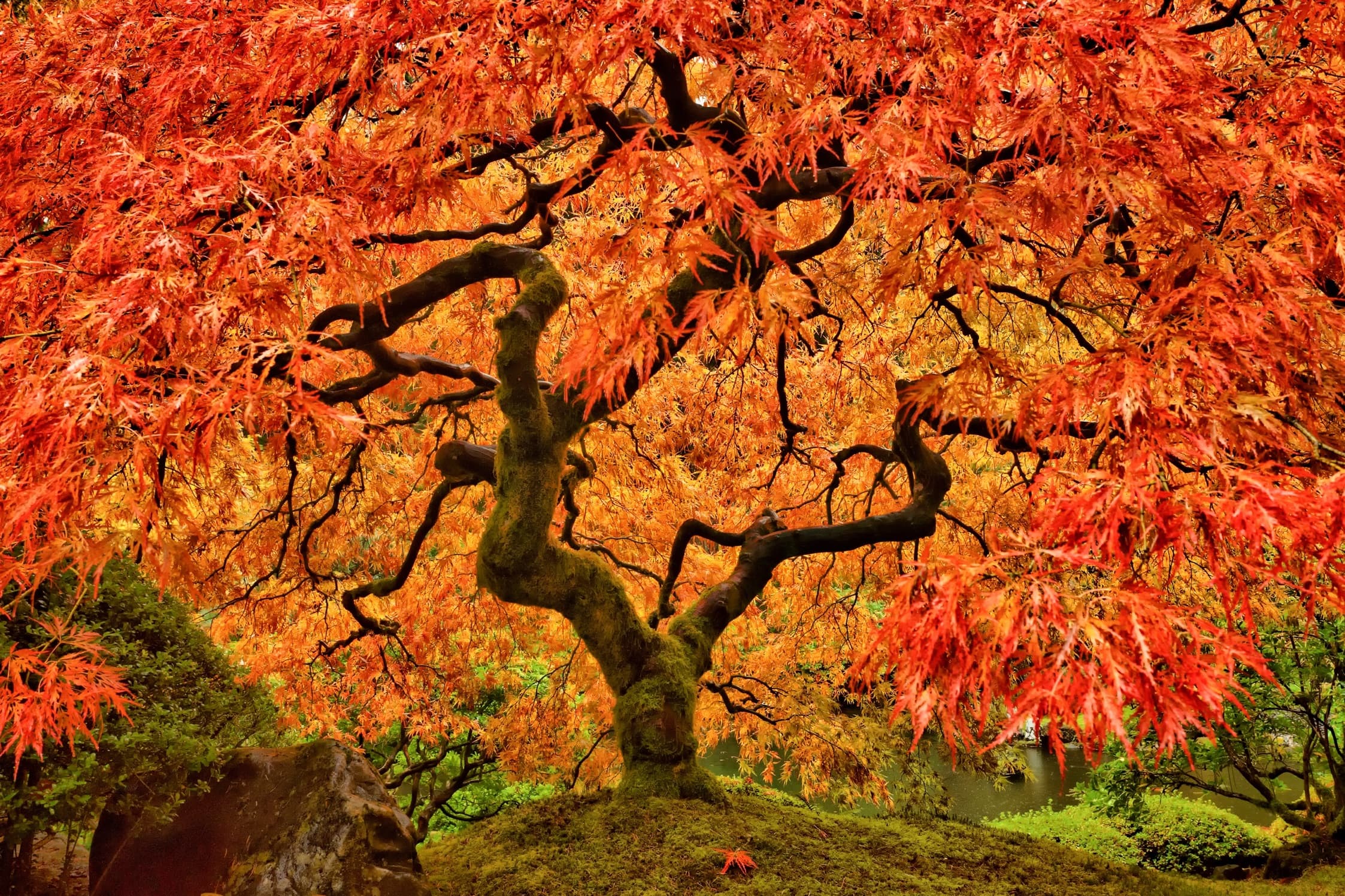 a vibrant orange japanese maple tree in autumn