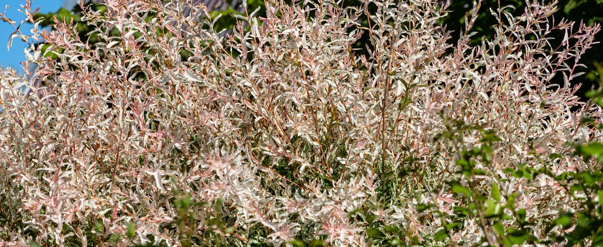 japanese willow branches