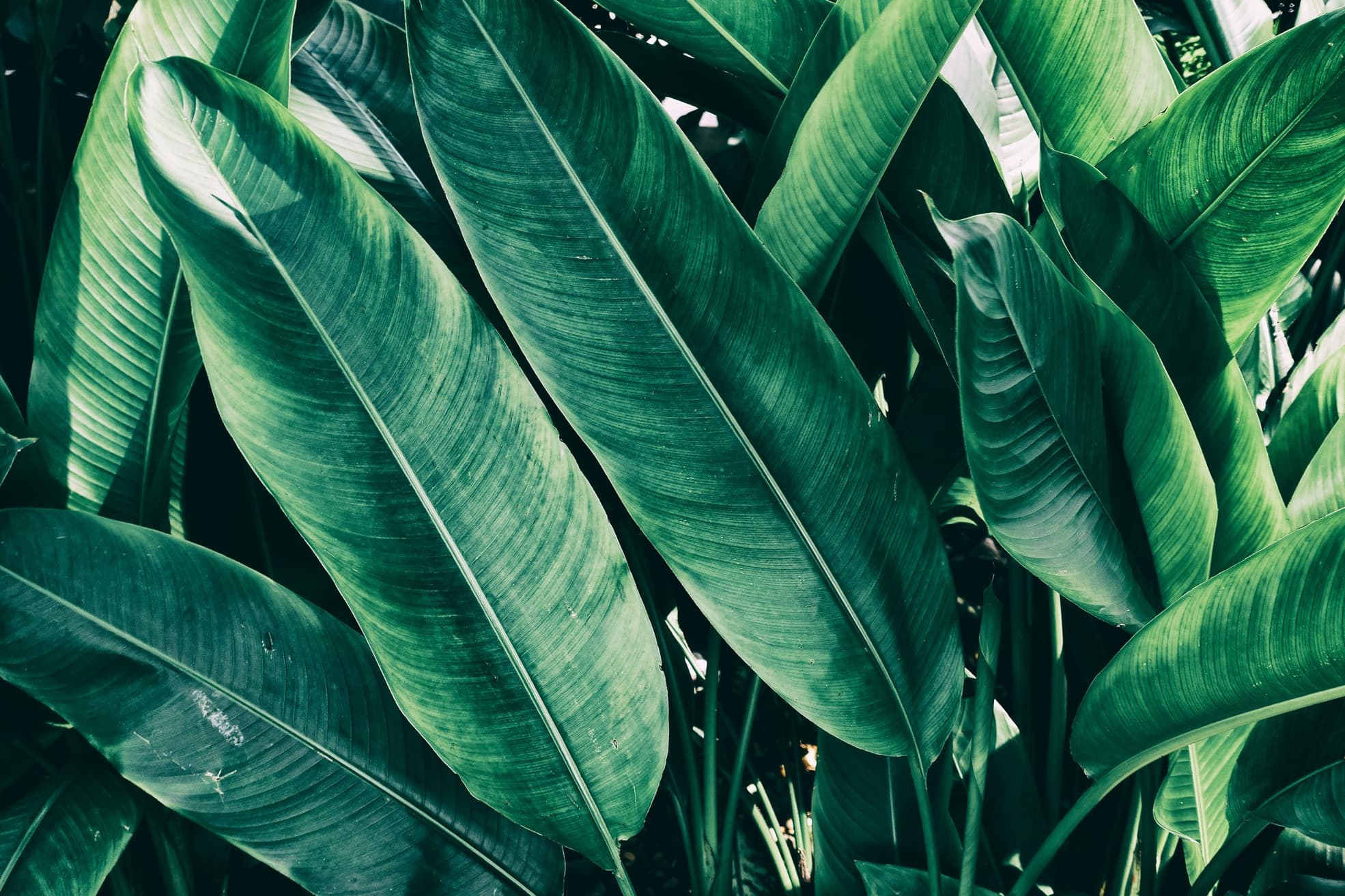 These 15 Gargantuan Plants With Huge Leaves Will Make A Statement In Any  Garden | Horticulture.co.uk