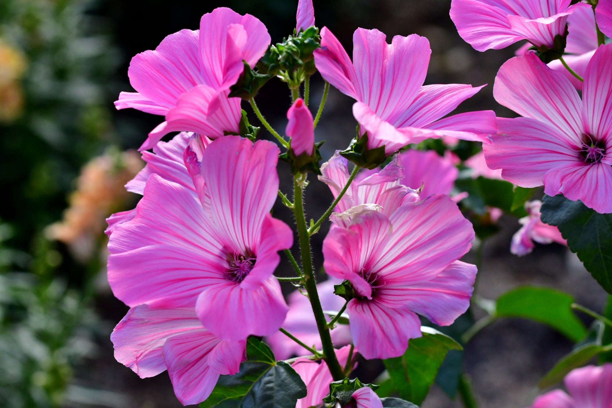pink flowering lavatera plant growing outside