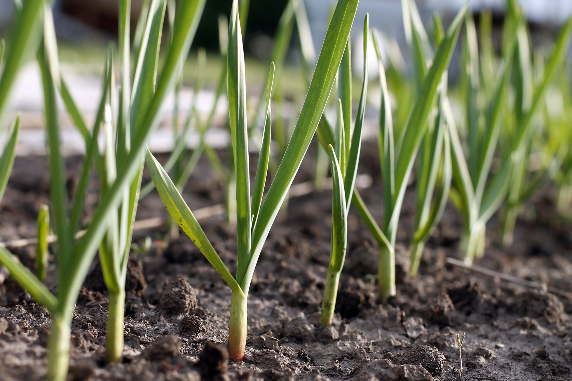 leeks with thin green foliage growing from soil in a row outside