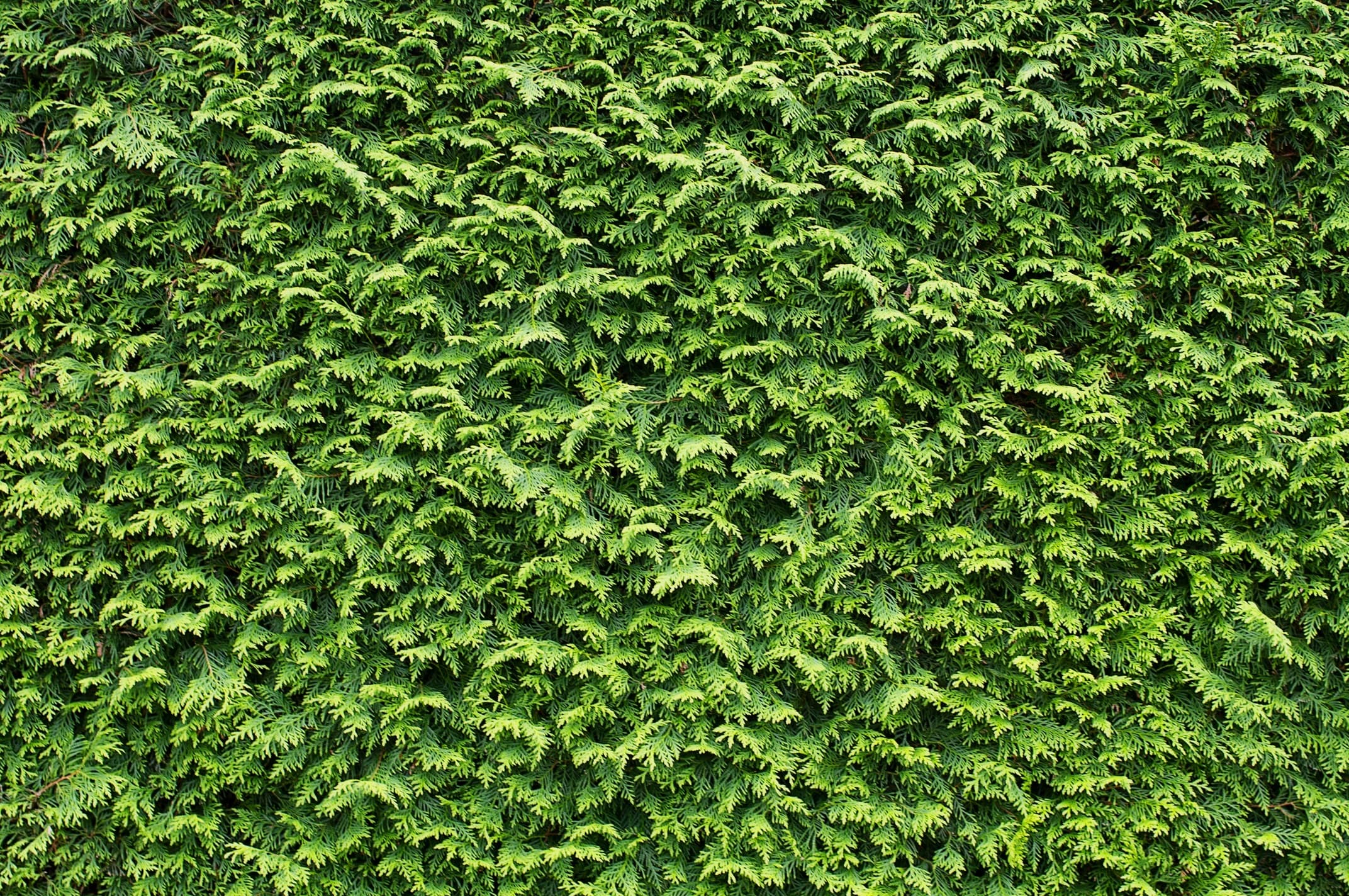 a wall of leylandii hedging