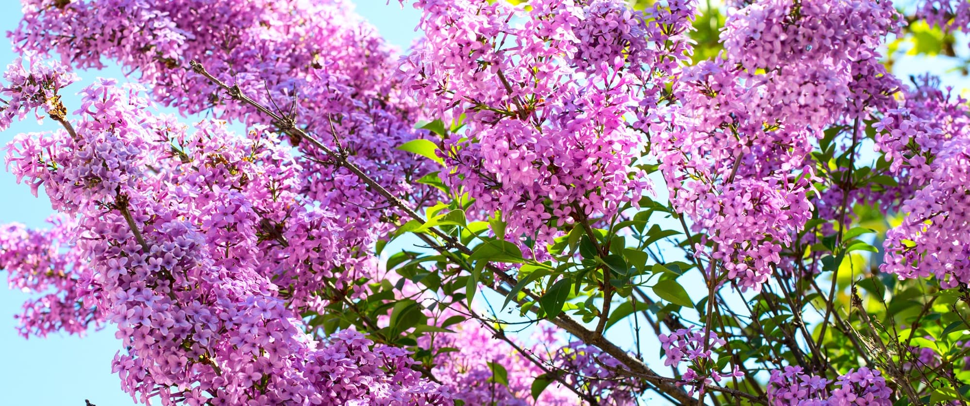 branches of syringa vulgaris blossoming in a garden