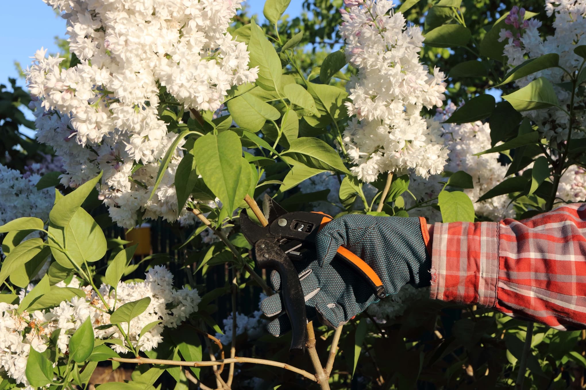 gardener using secateurs to prune white flowering Syringa vulgaris