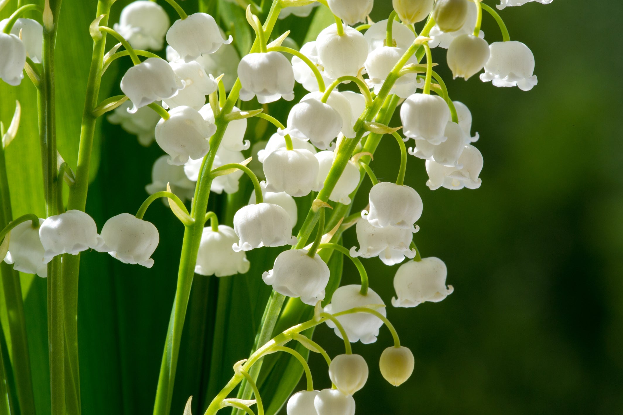 white flowers from a lily of the valley plant growing outdoors