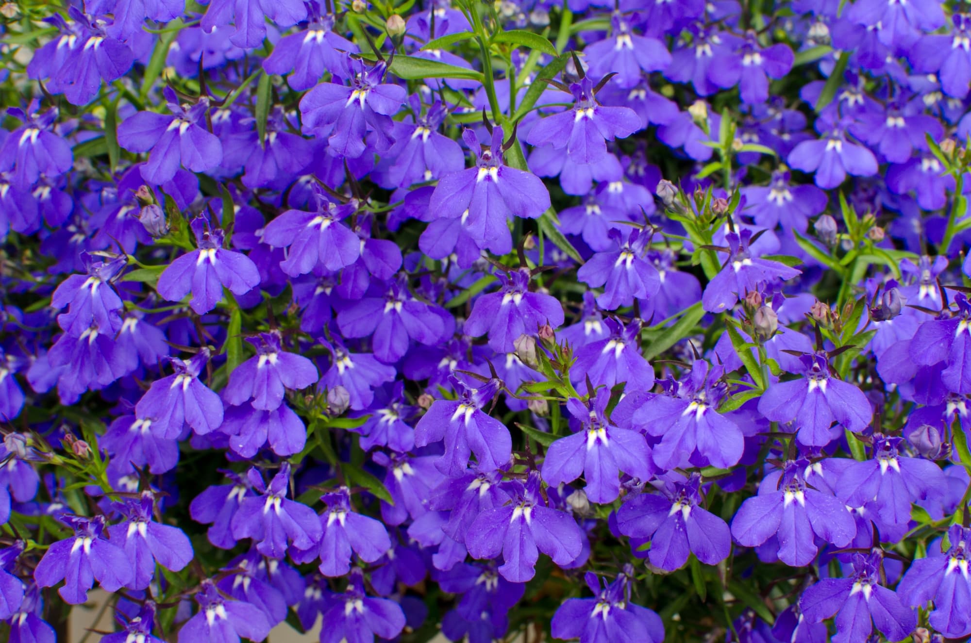 purple flowering lobelia being grown as groundcover