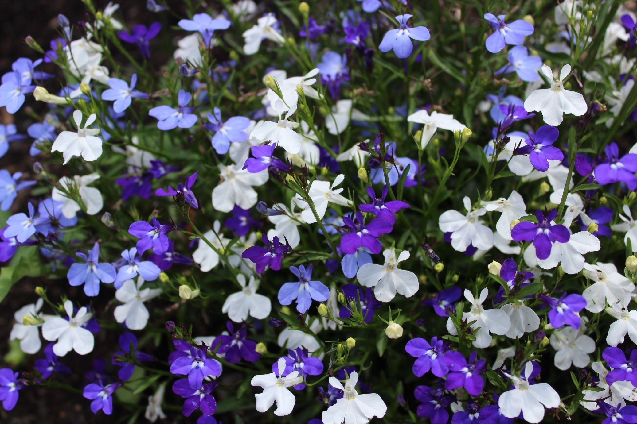 purple, blue and white flowering lobelia plants growing in a field together outdoors
