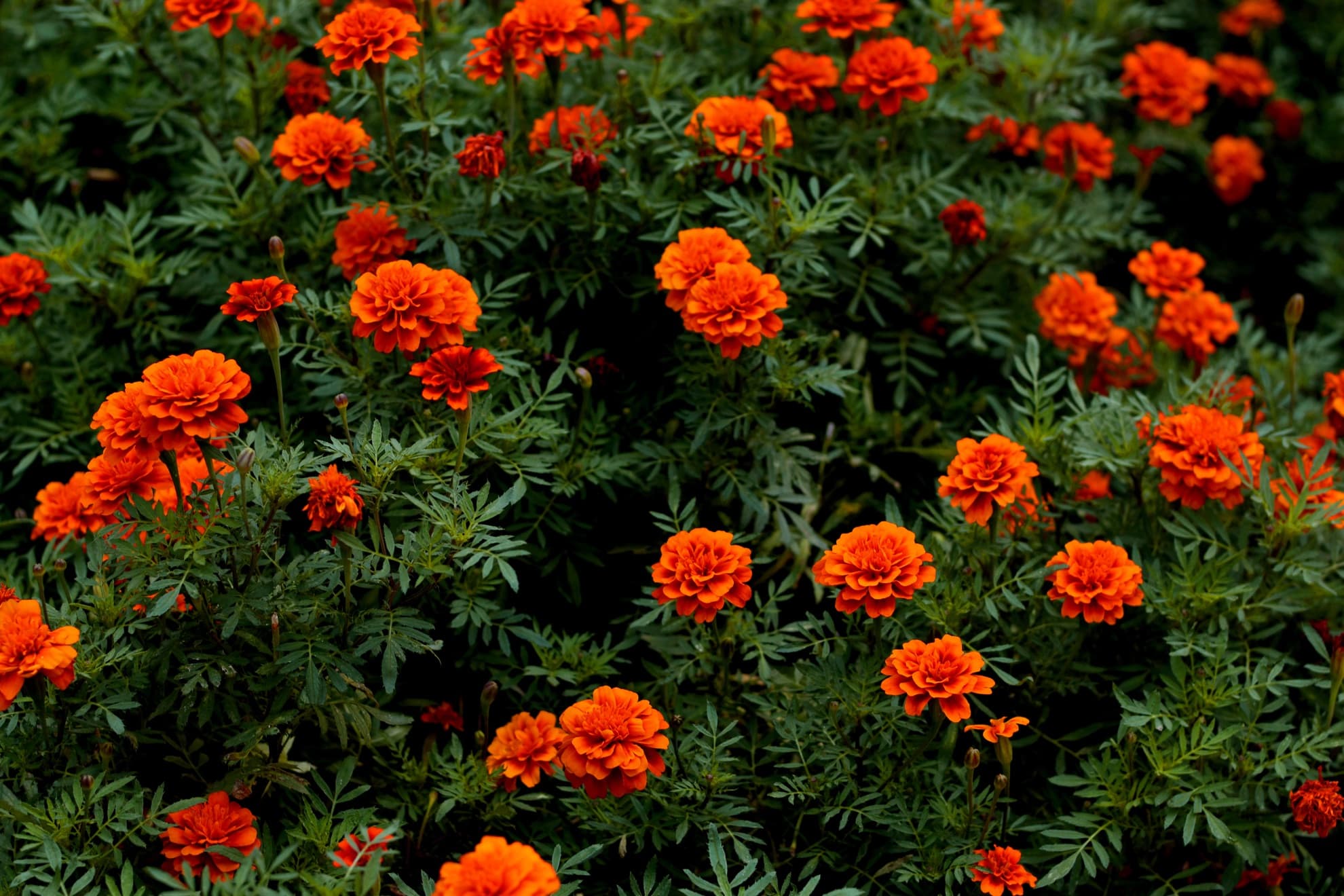 deep orange colour of marigold flowers