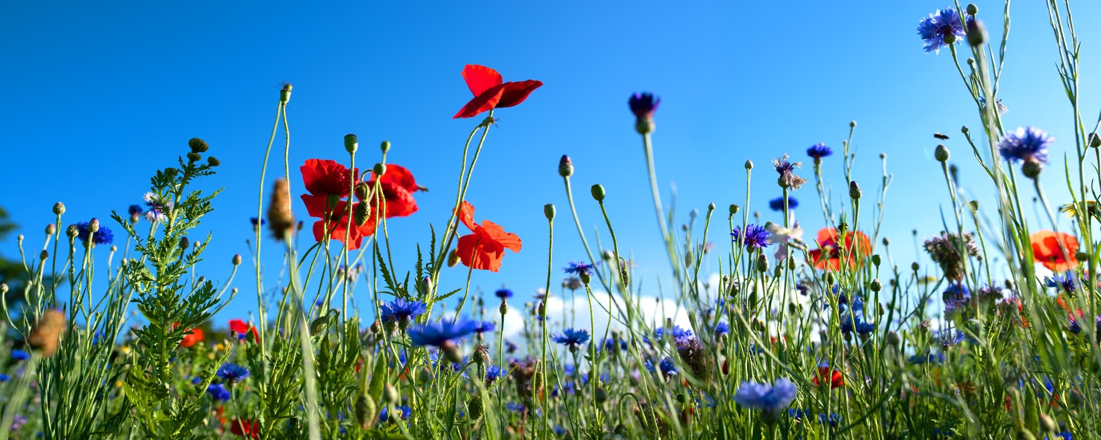 colourful wildflowers with a bright blue sky in the background