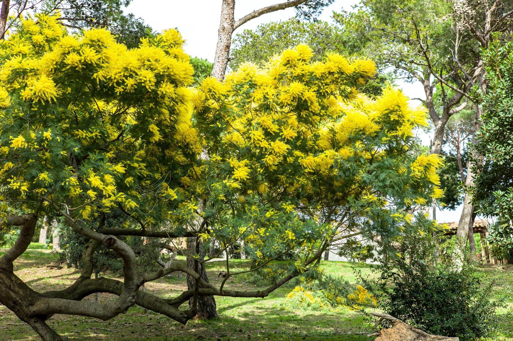 stunning yellow blooming mimosa tree