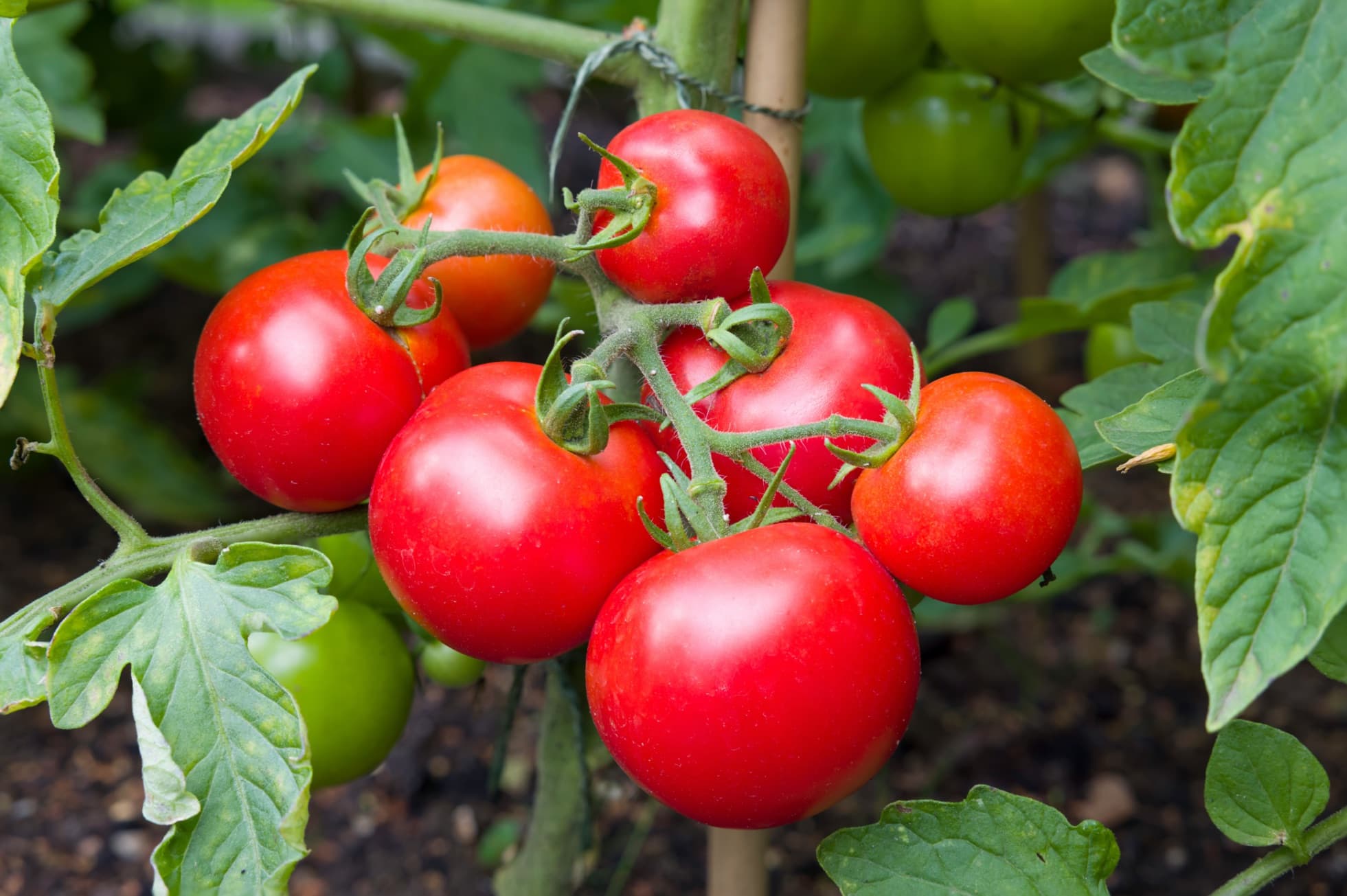 bright red tomatoes on the vine