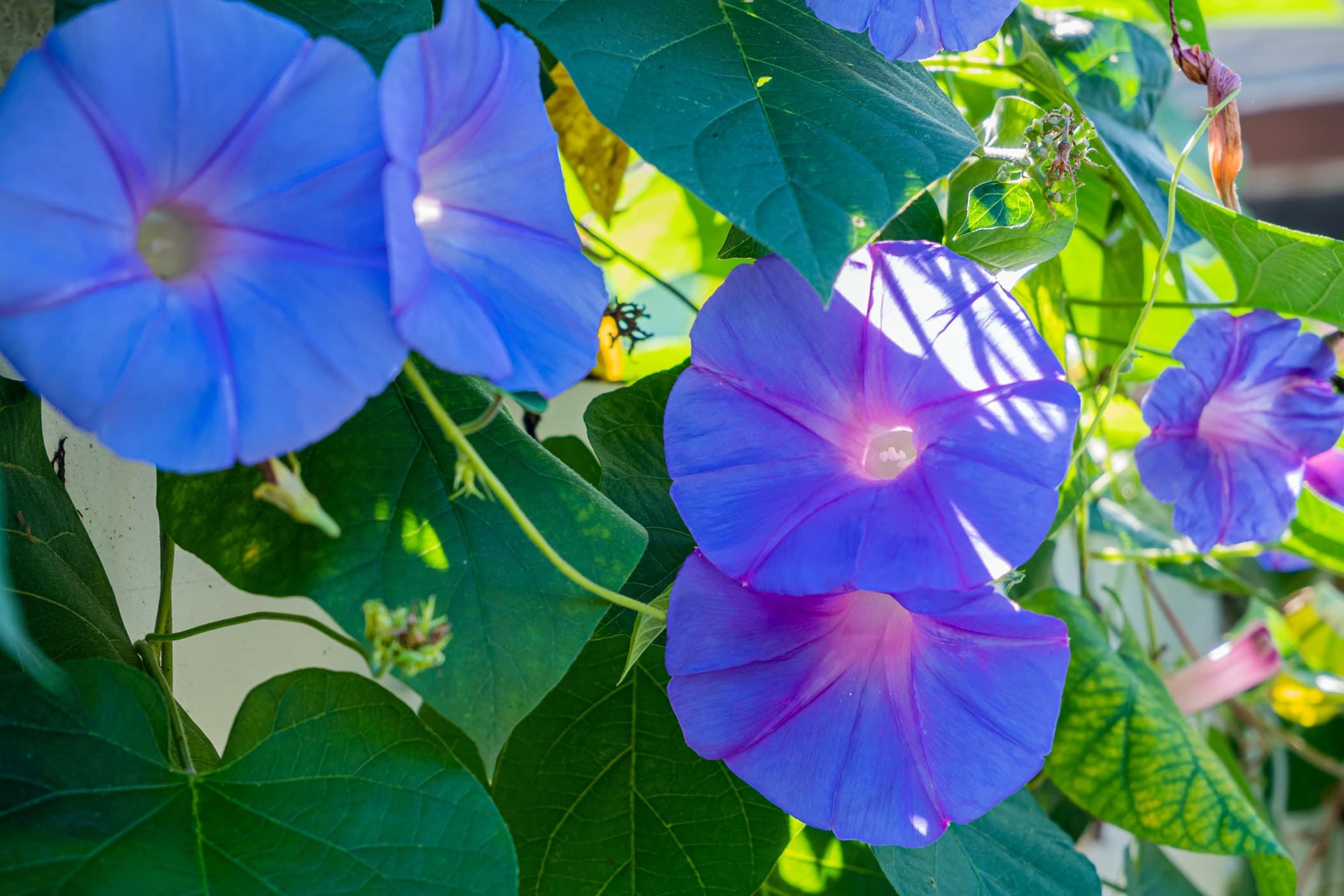 large purple morning glory flowers