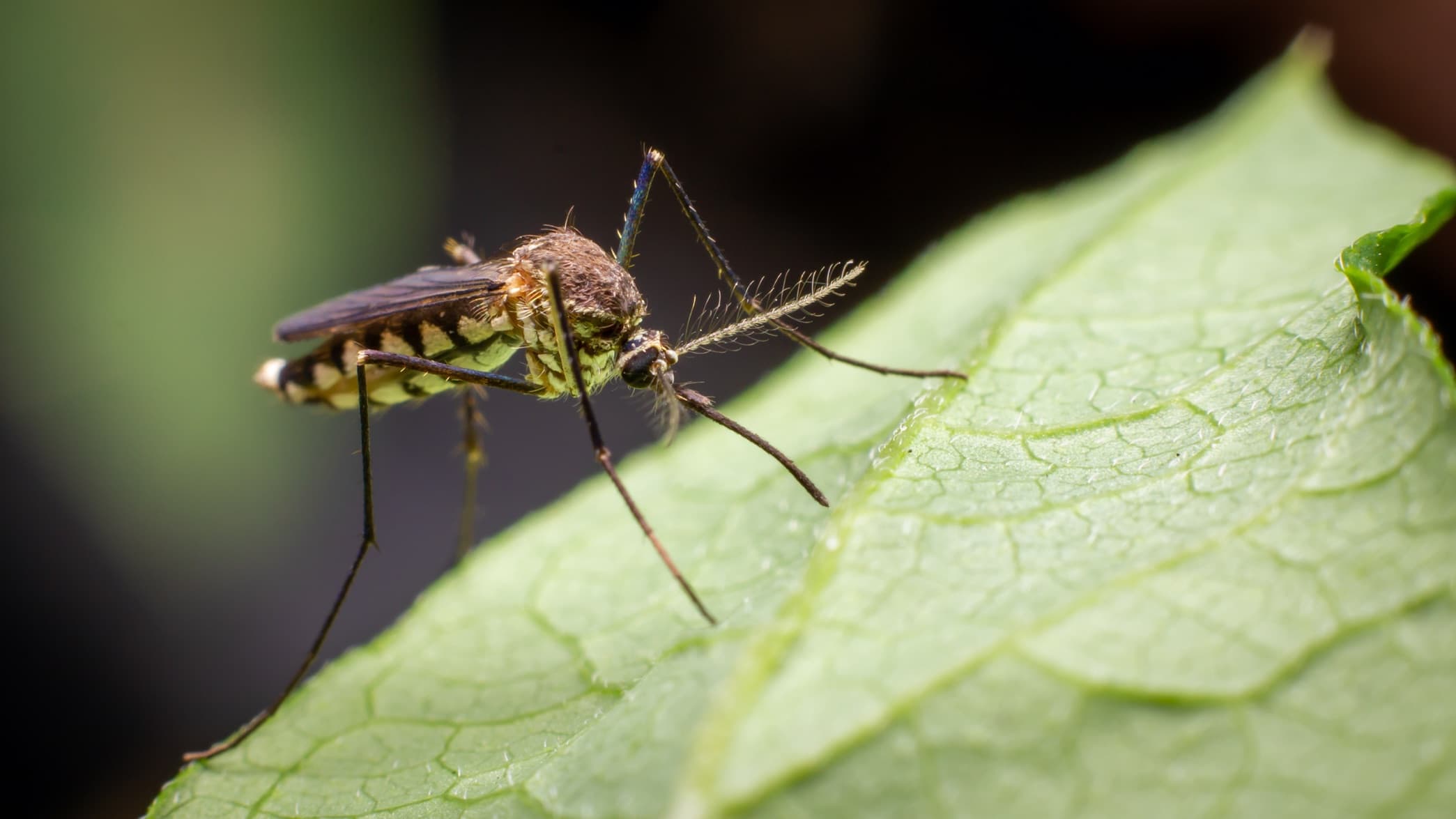 a mosquito sat on the leaf of a plant