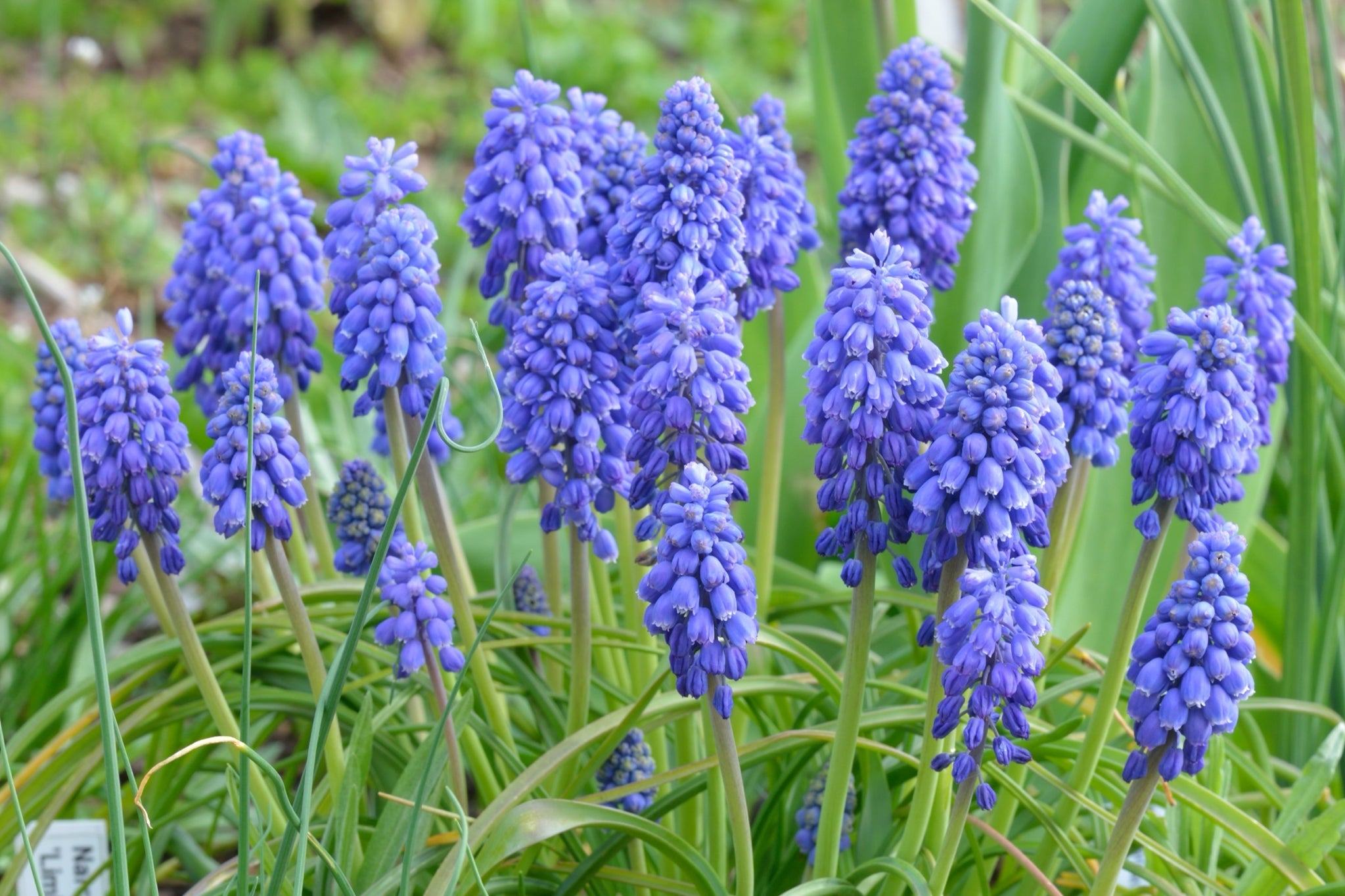 blue flowering grape hyacinth shrub with green foliage growing outside in a field