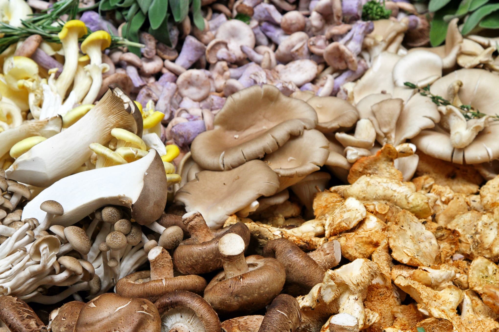 many varieties of mushroom on a market stall