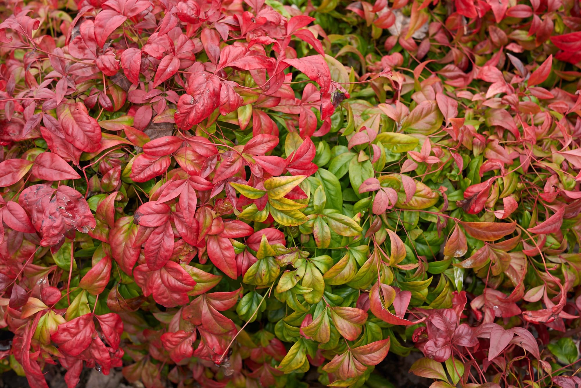nandina domestica close up of leaves