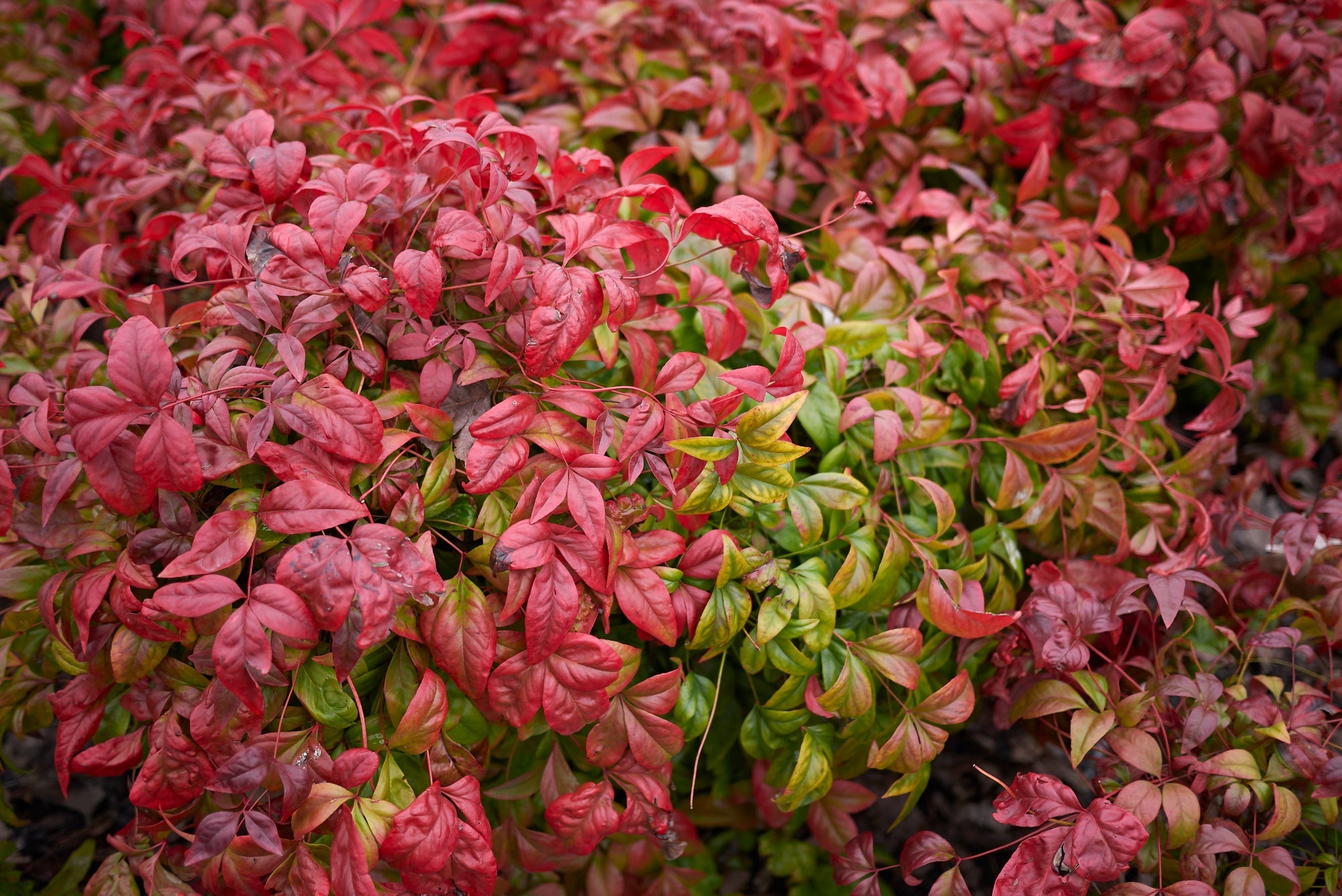 red and green leaves from a nandina domestica plant growing outside