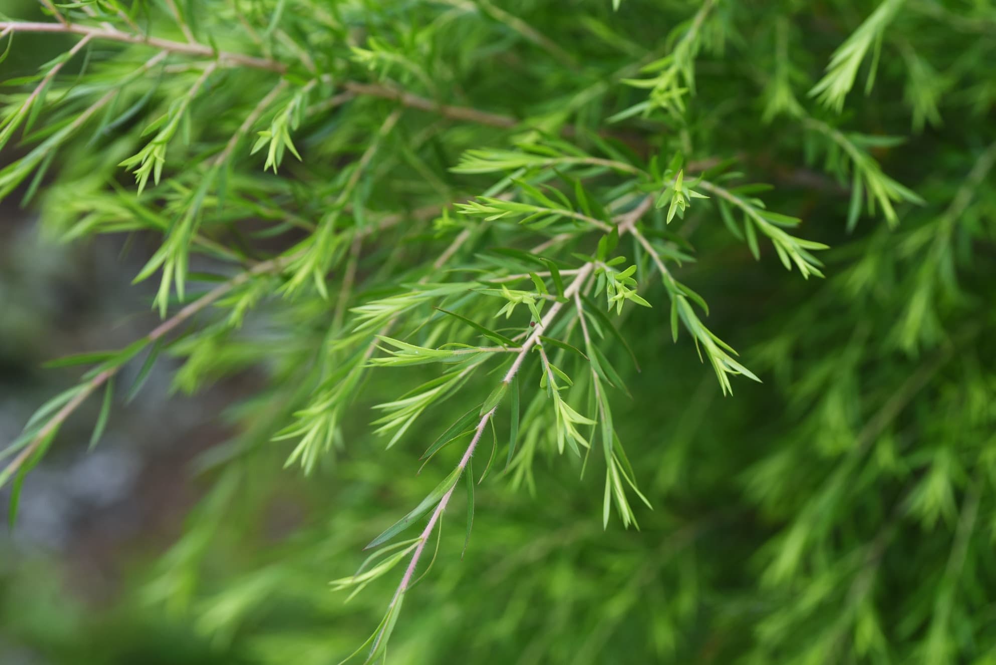 Close up of melaleuca alternifolia Tea Tree