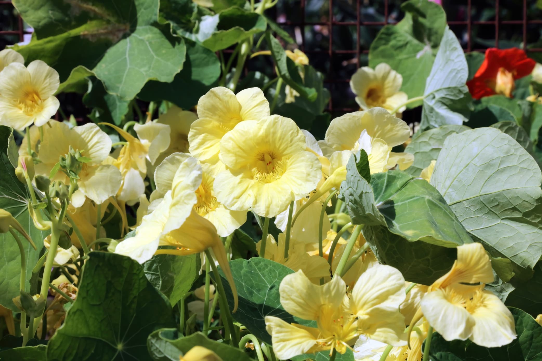 light yellow flowering garden nasturtium