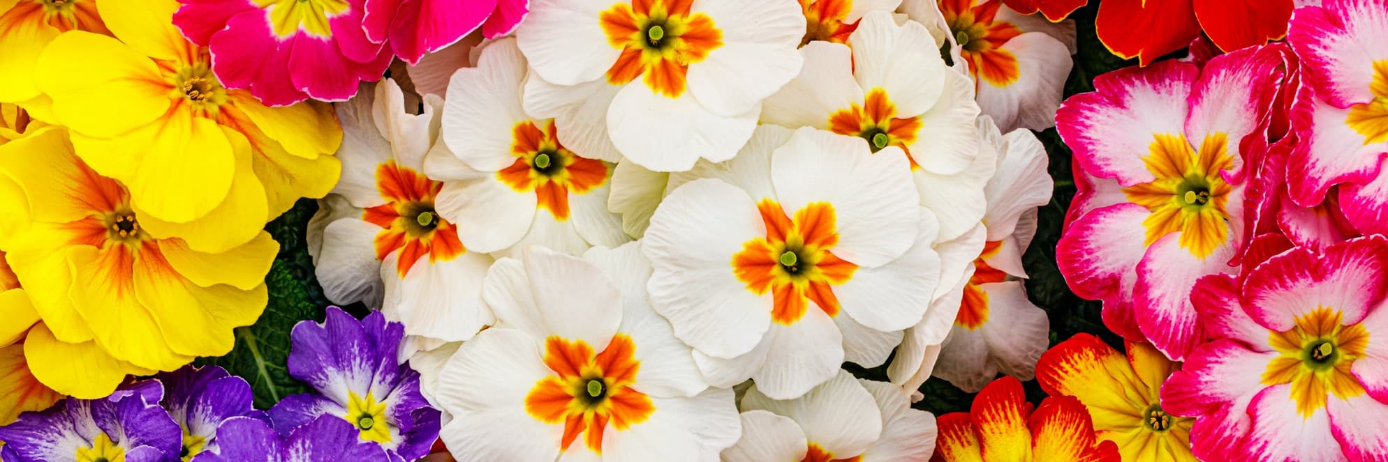primrose flowers in pink, white, yellow and purple