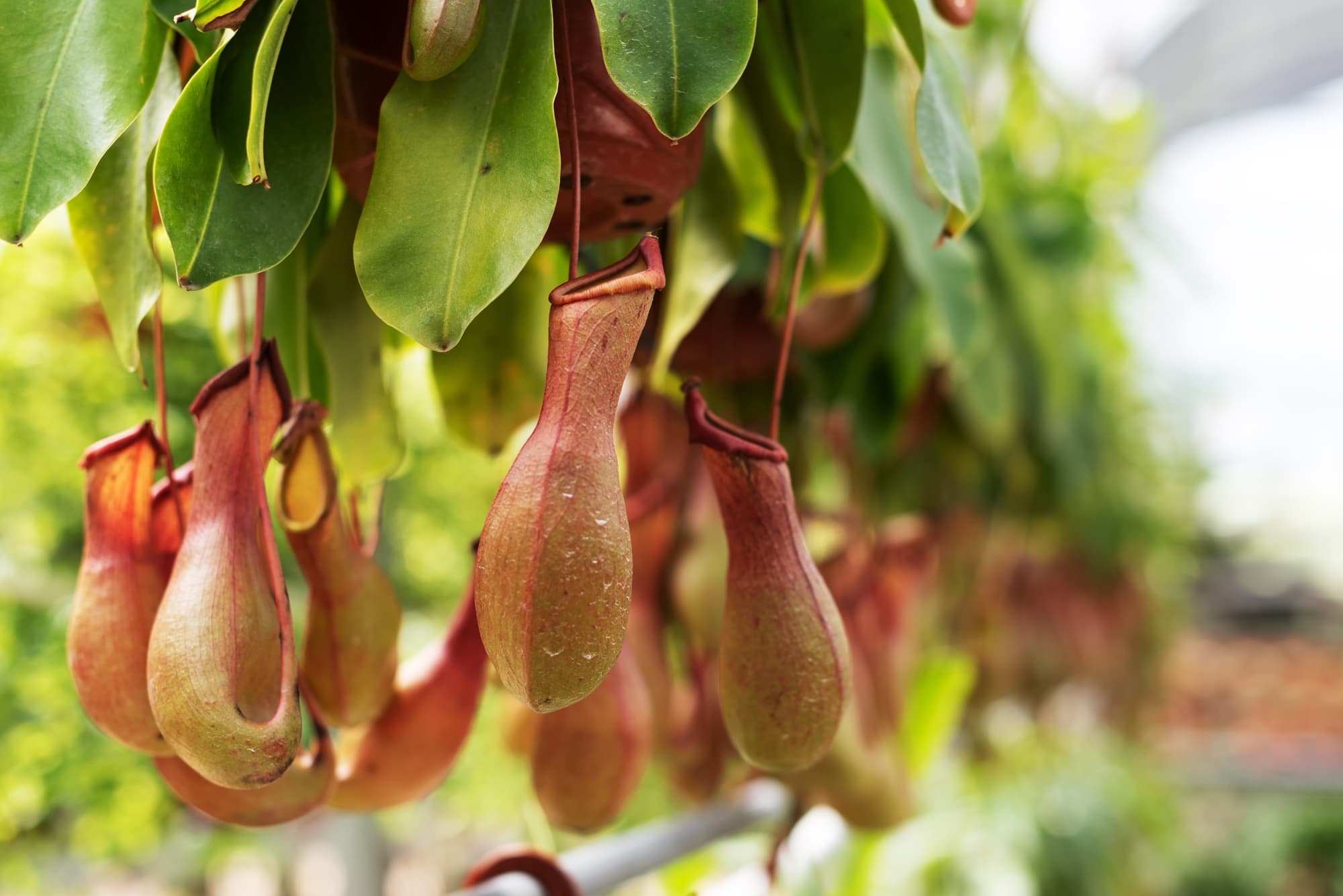 nepenthes with balloon-shaped pinky leaves that capture prey