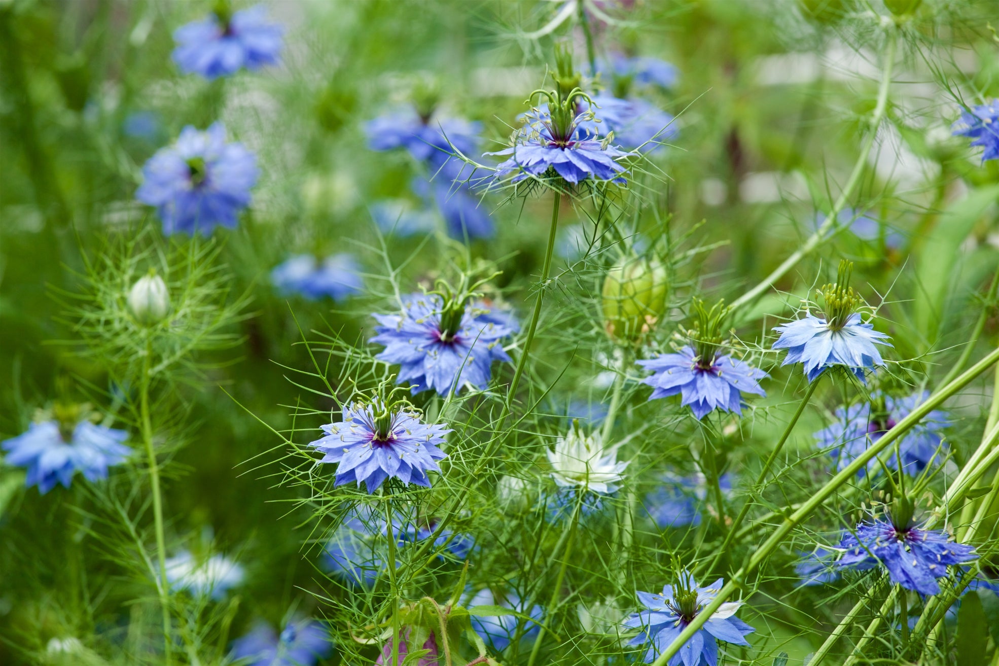 blue flowering nigella plants growing outside in a grassy field