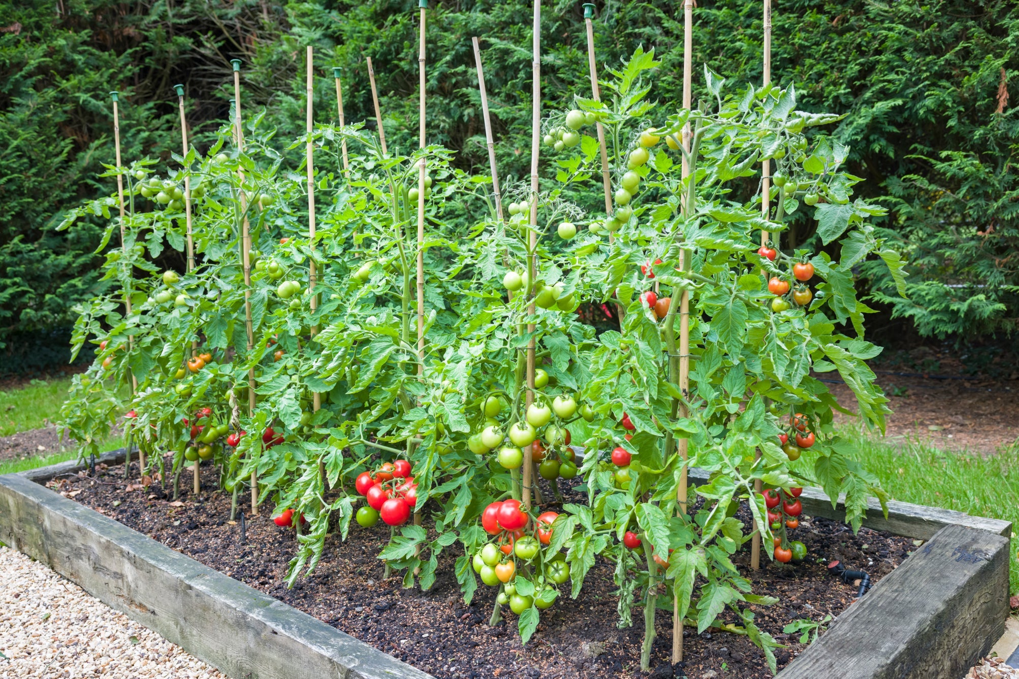 green-leaved tomato plants bearing green and red fruits growing against bamboo supports in a raised garden bed