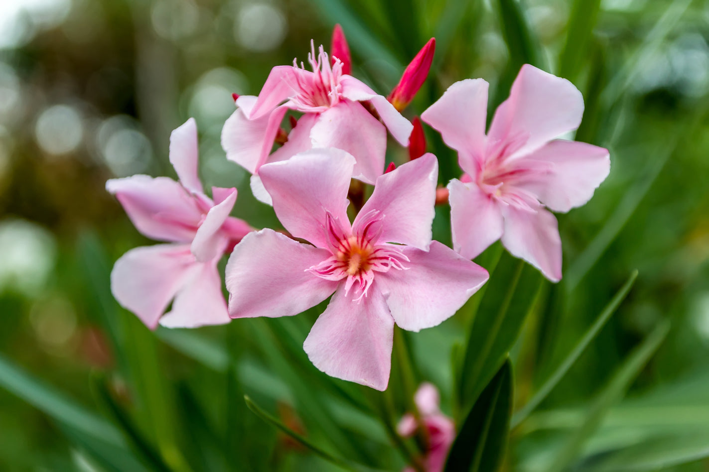 close-up of the pink star-shaped flowers from an oleander plant growing outside