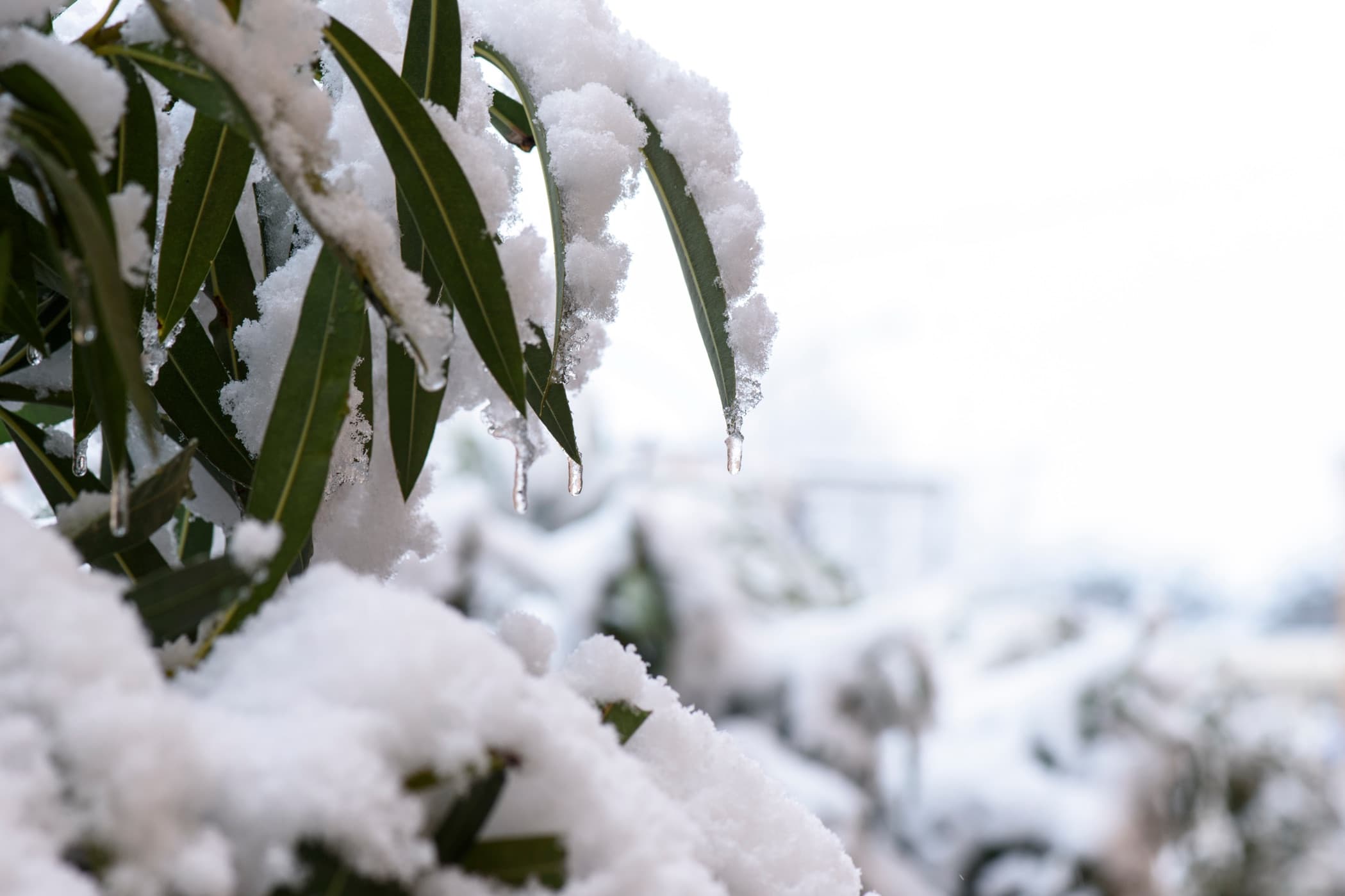 oleander foliage covered in snow